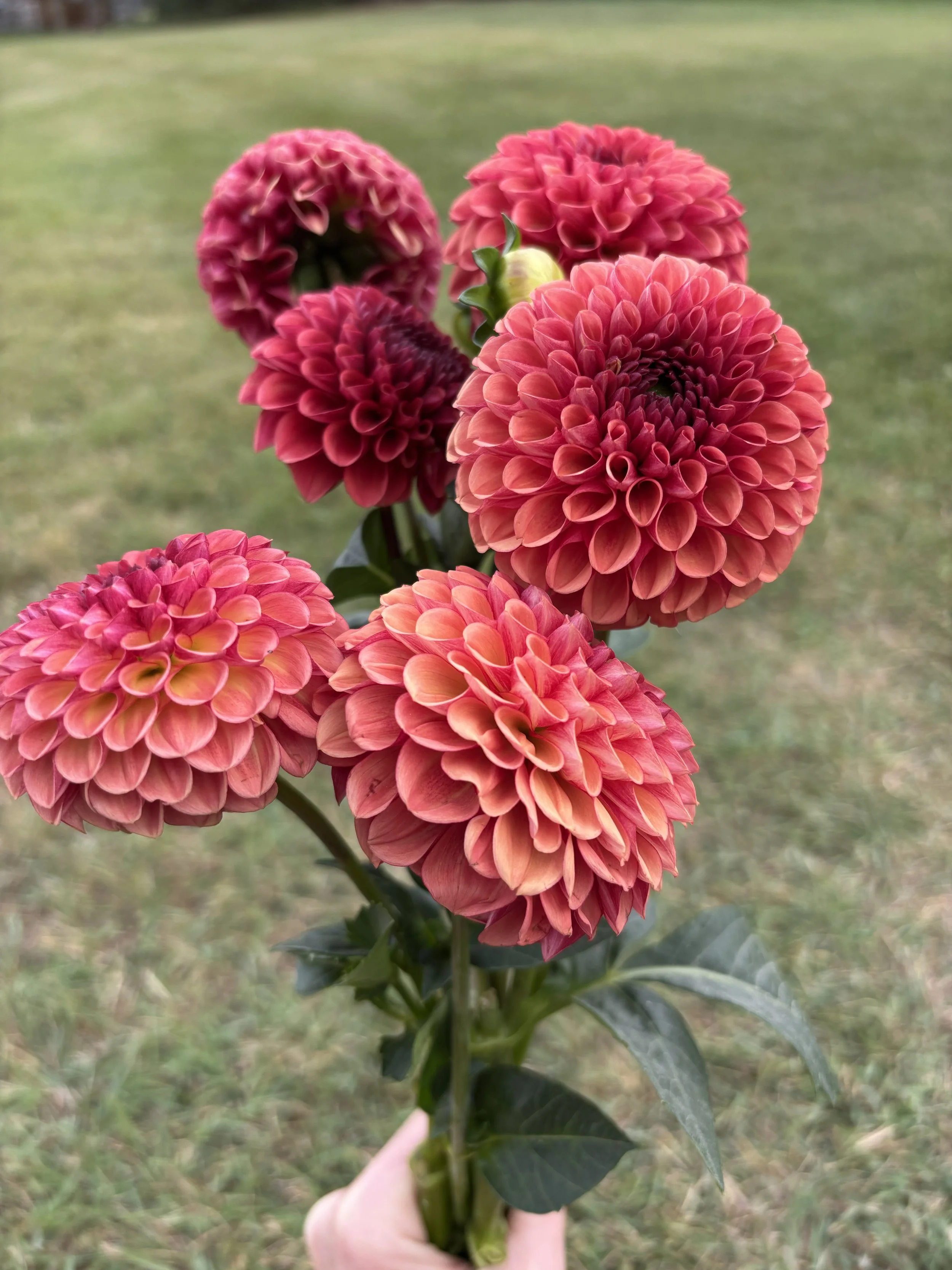 Copper Boy rust red bronze ball dahlia
