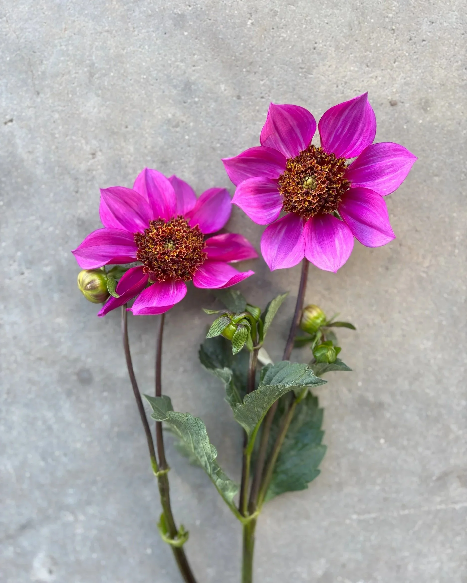 Blue Bayou purple anemone dahlia