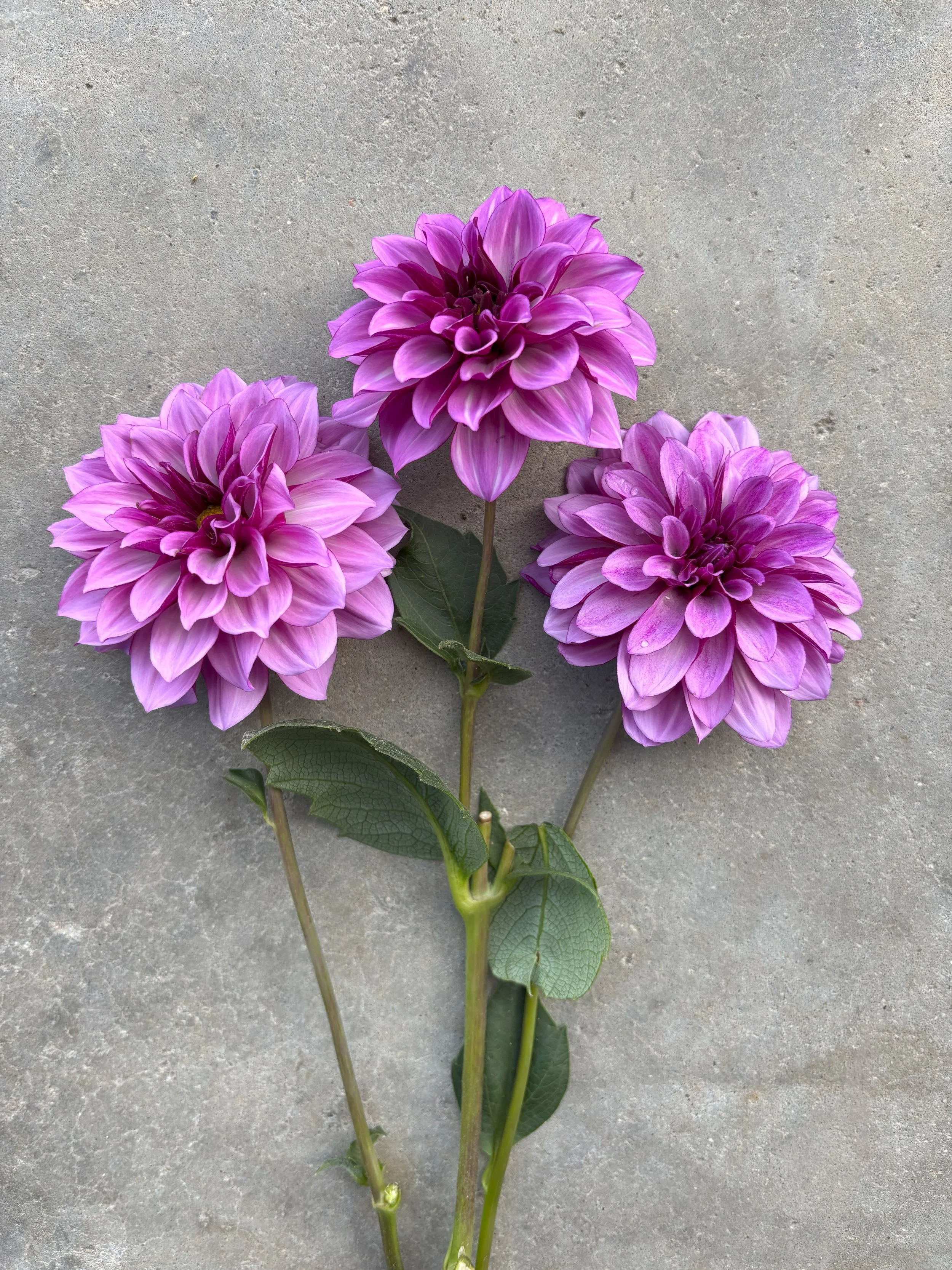 Blue Bell purple blue dahlia