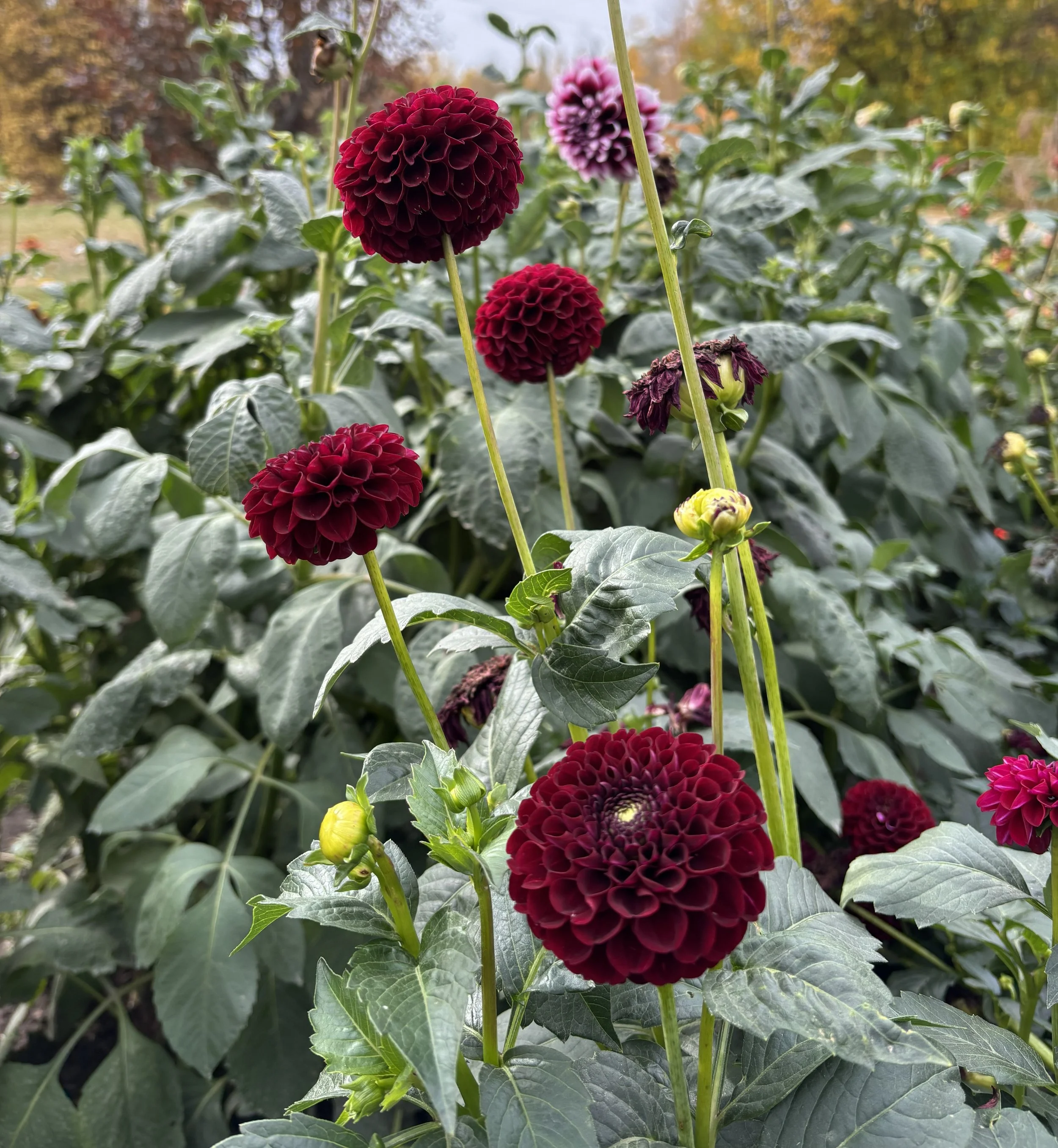 Jowey Mirella maroon red ball dahlia
