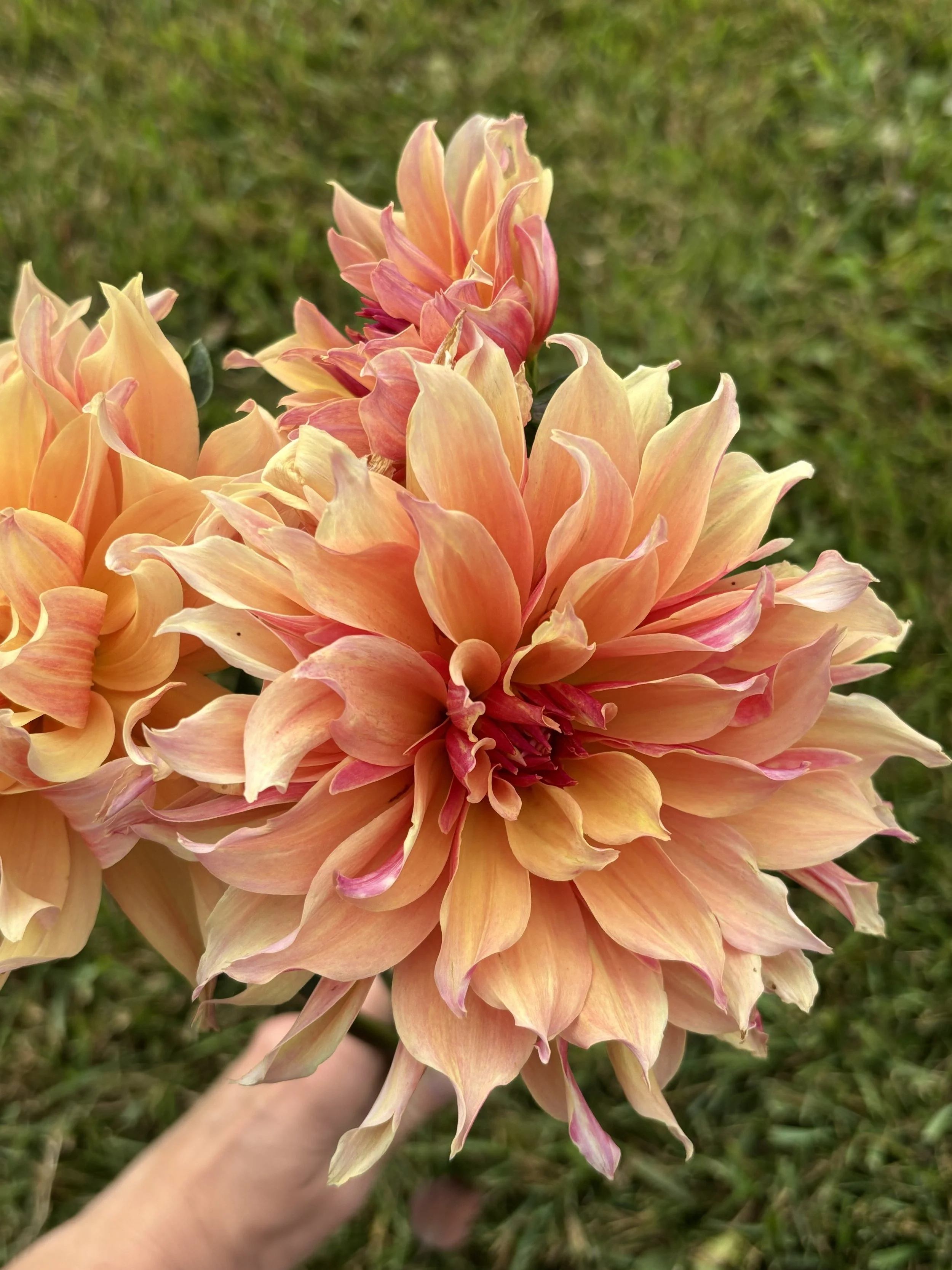 Labyrinth peach coral dinnerplate dahlia for sale Alberta Canada