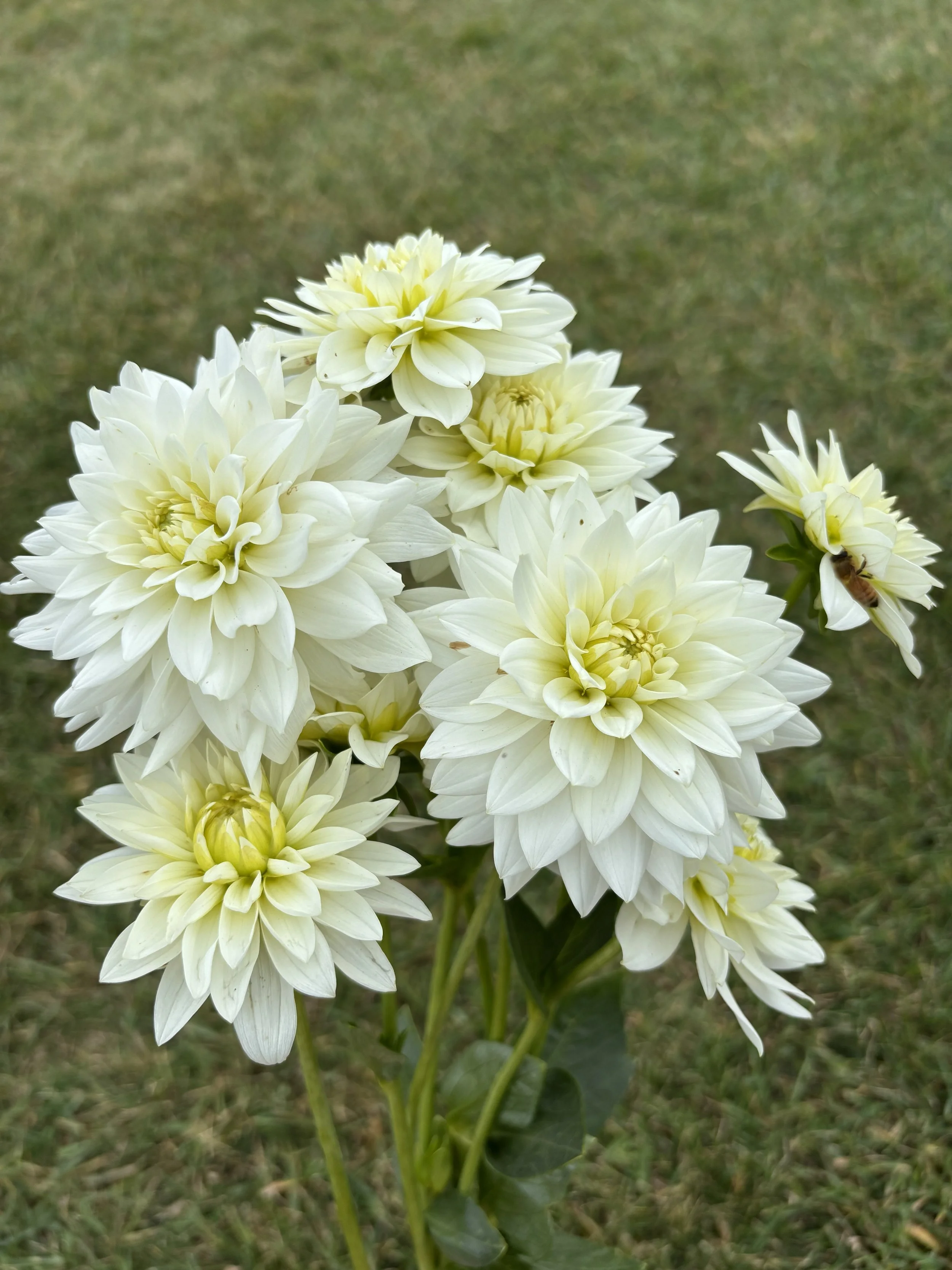 Karma Maarten Zwann white waterlily dahlia for sale Alberta Canada