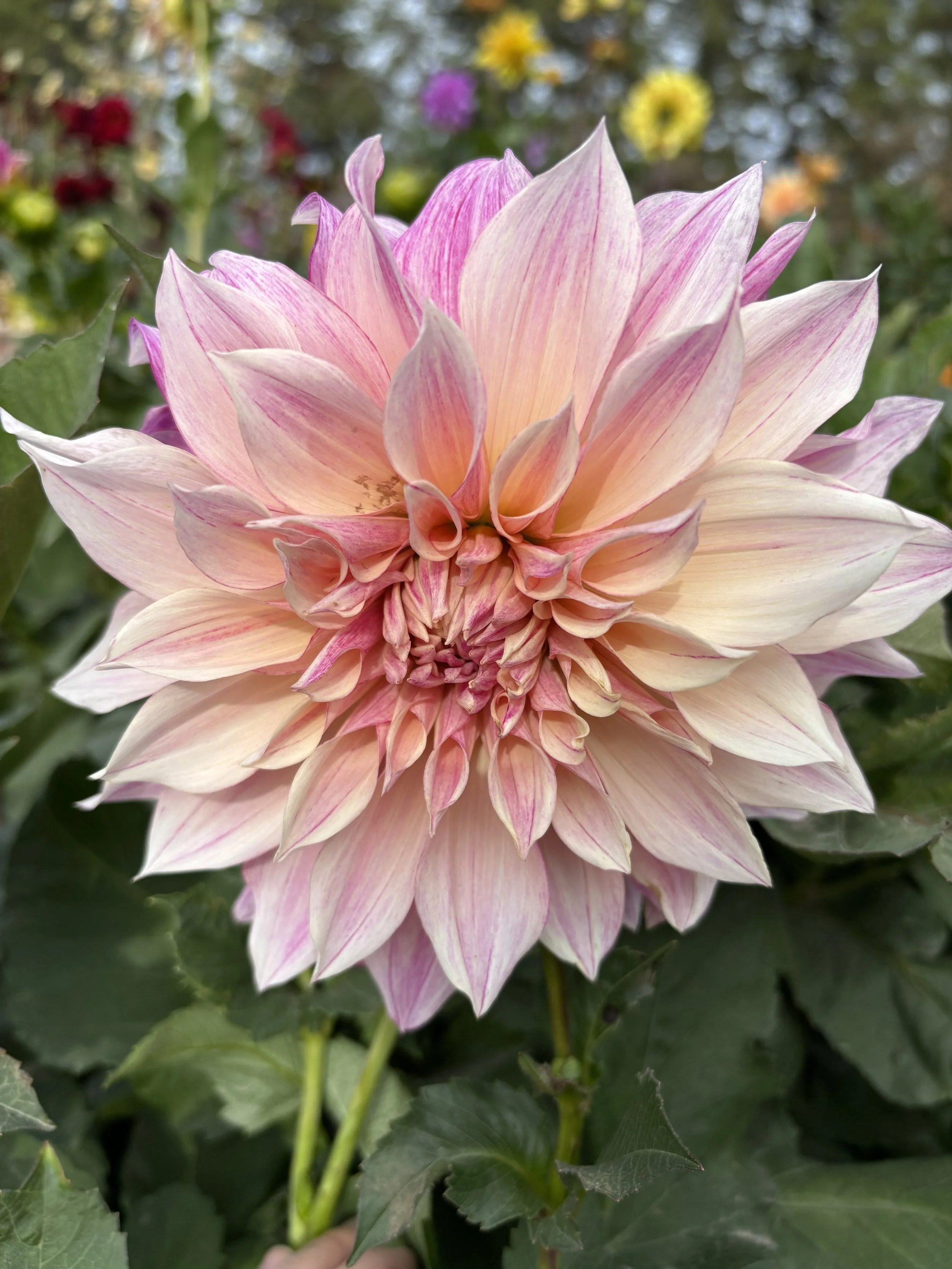 Cafe au Lait Royal magenta pink dinnerplate dahlia