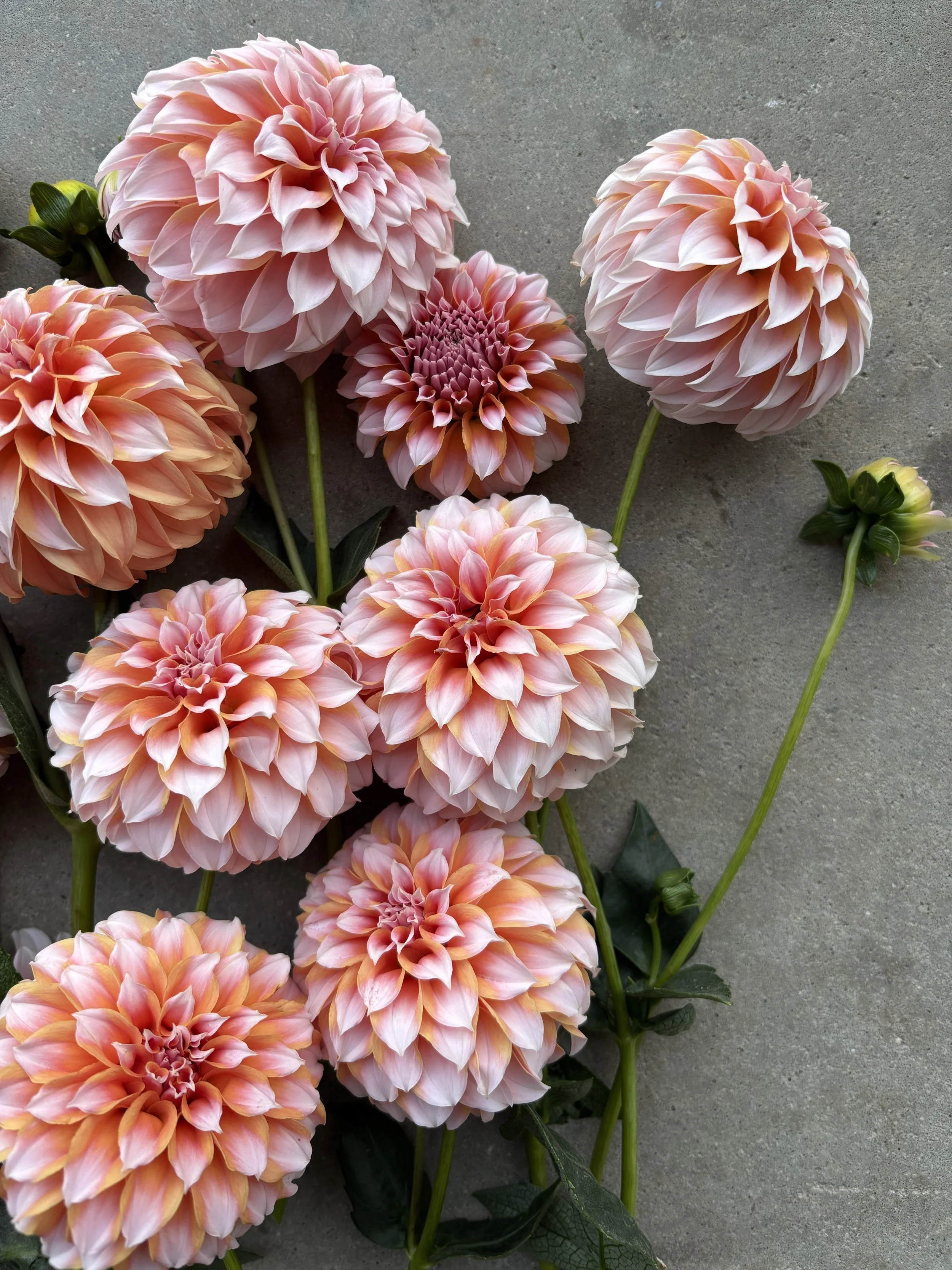 Peaches 'N Cream blush salmon pink dahlia for sale Alberta Canada