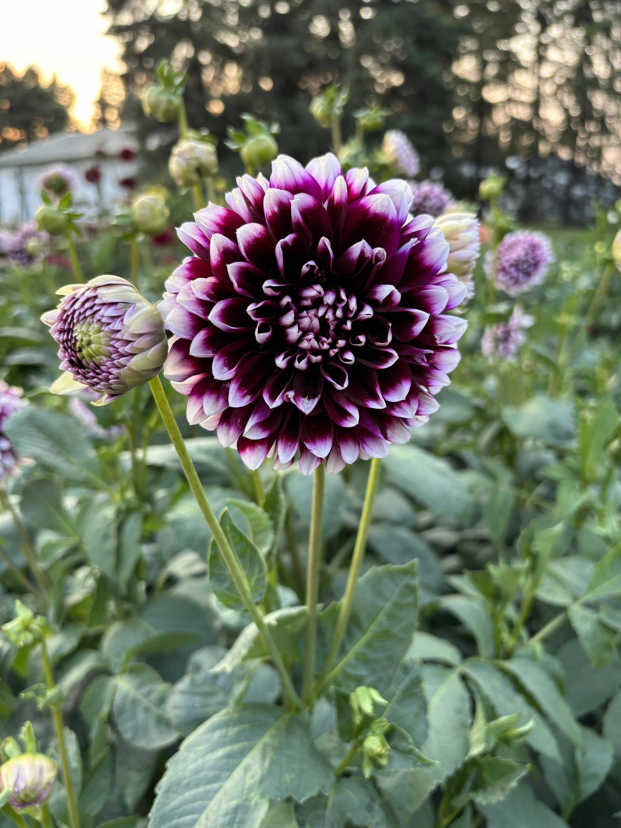 Edinburgh purple and white unique dahlia for sale Alberta