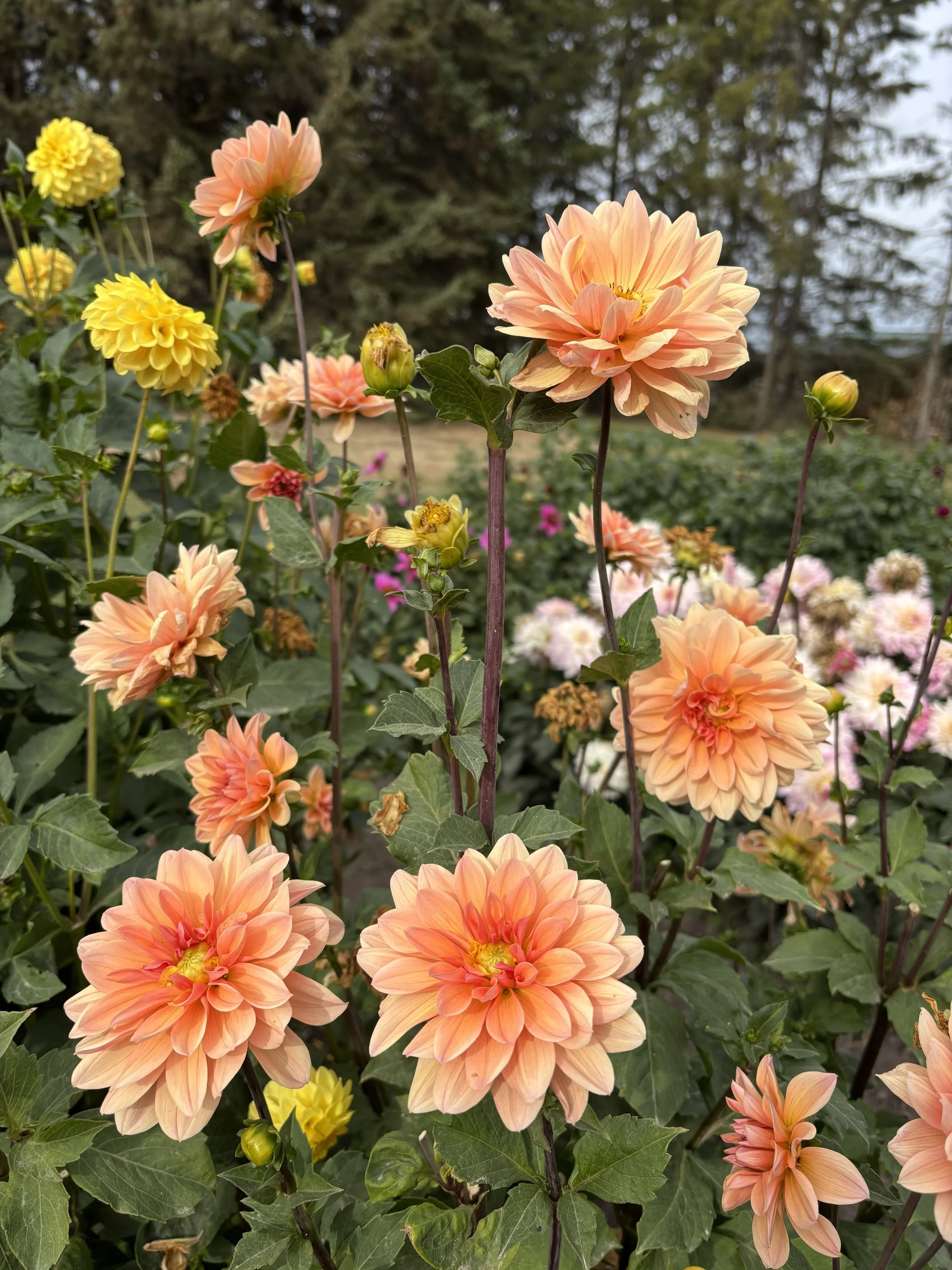 Yvonne coral peach waterlily dahlia for sale Alberta Canada