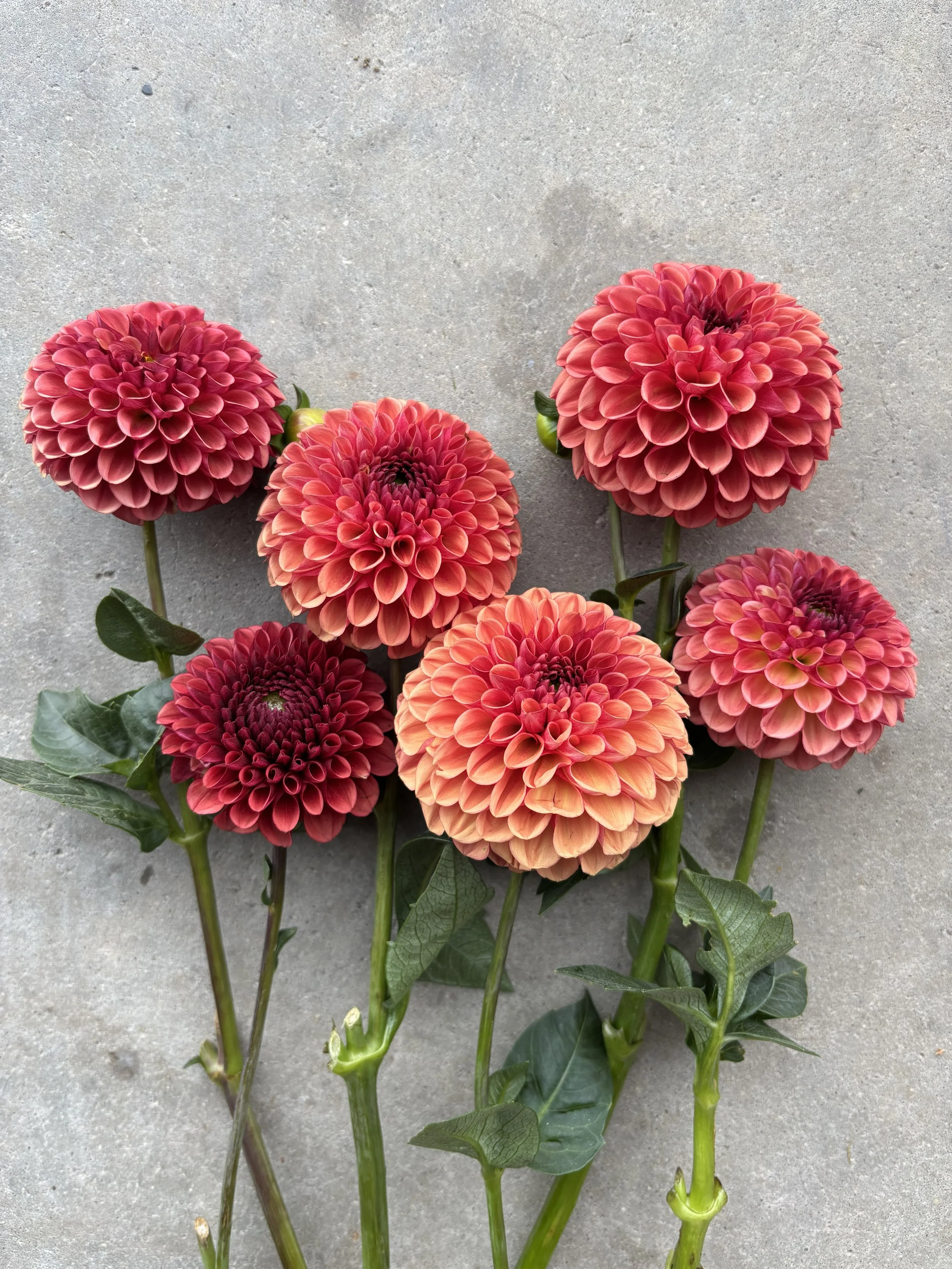 Copper Boy rust red bronze ball dahlia