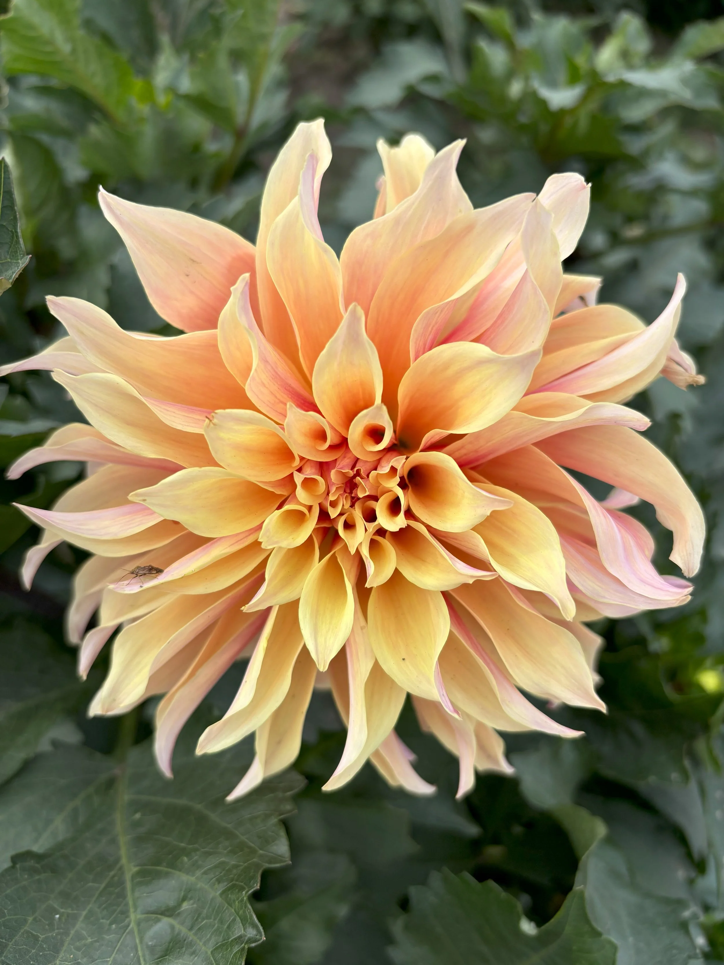 Labyrinth peach coral dinnerplate dahlia for sale Alberta Canada