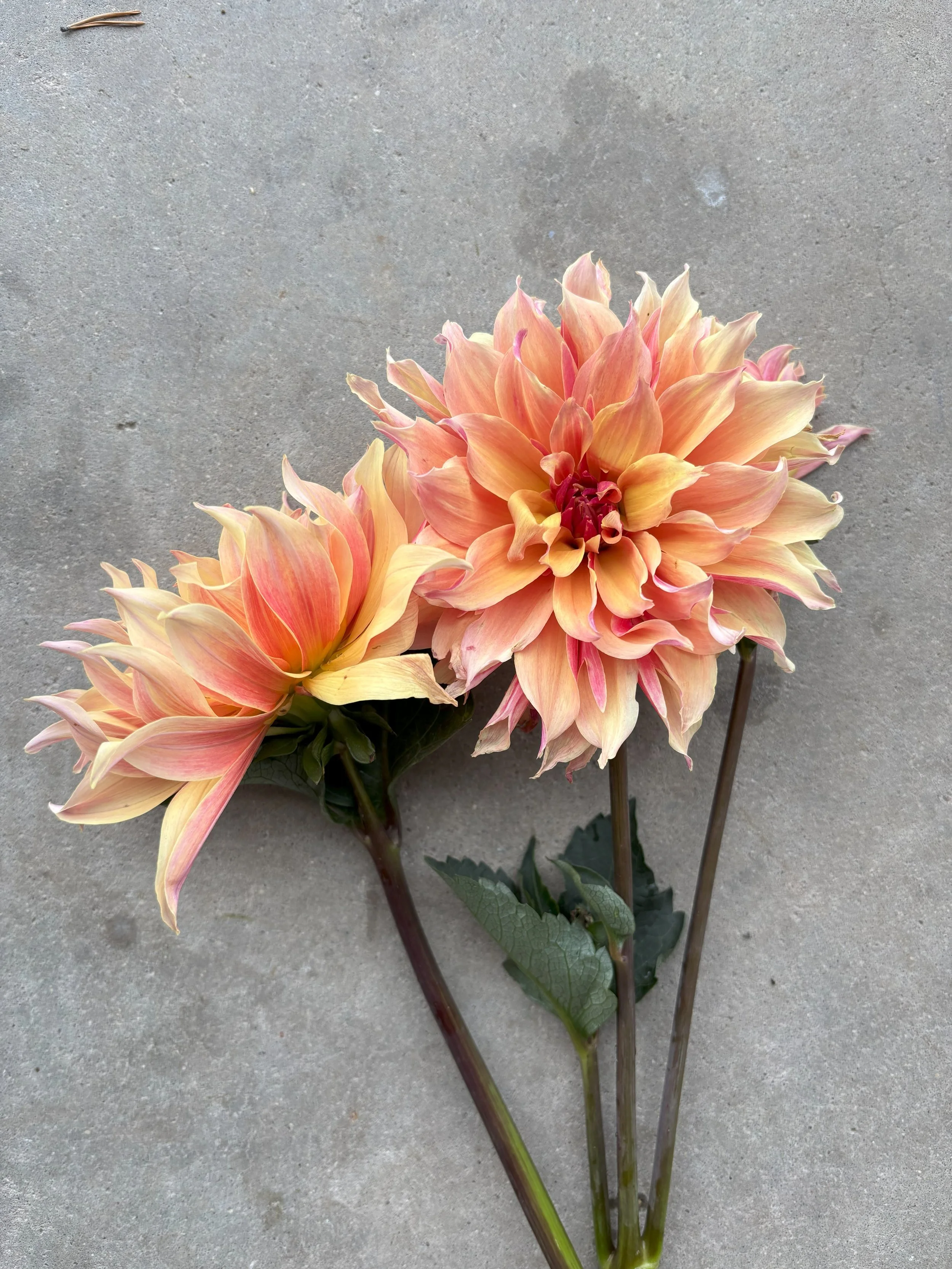 Labyrinth peach coral dinnerplate dahlia for sale Alberta Canada