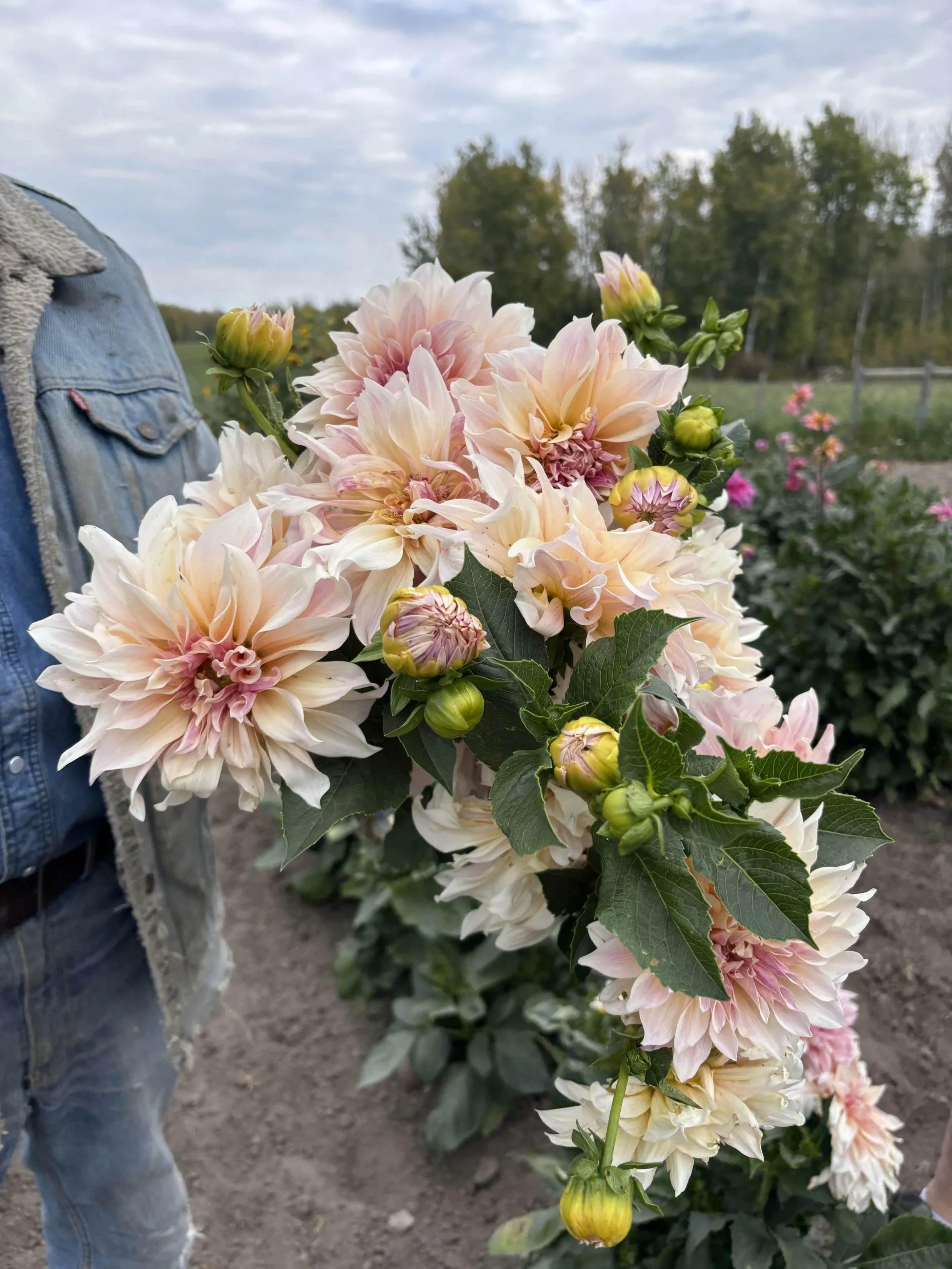 Cafe au lait dahlia tuber for sale Alberta