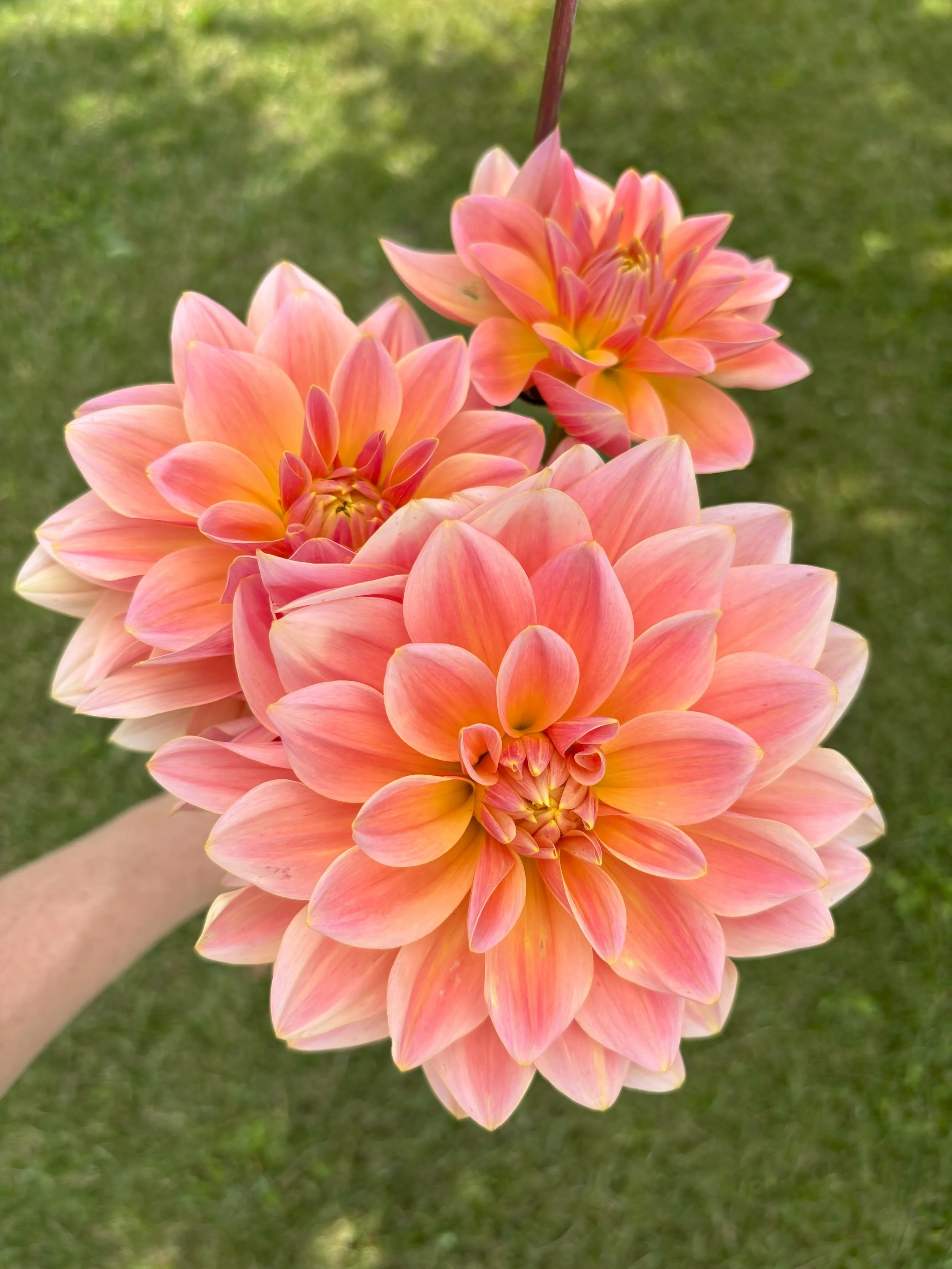 Mister Frans peach coral buttercream waterlily dahlia for sale Alberta