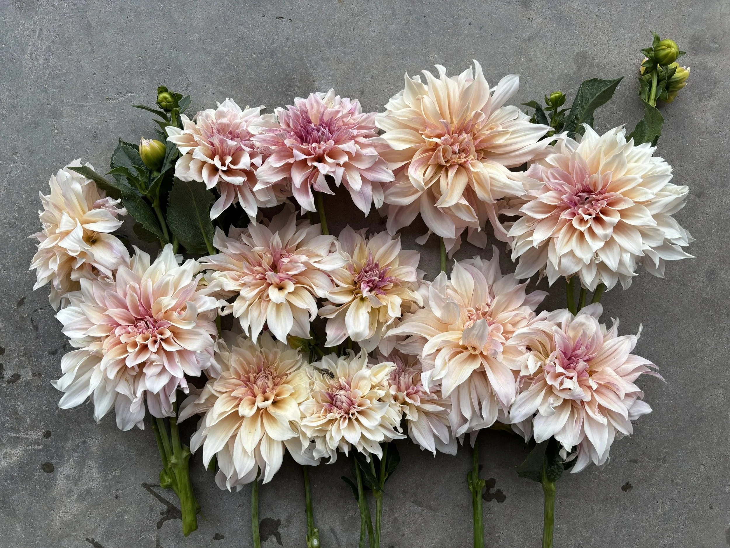 Cafe au lait dahlia tuber for sale Alberta