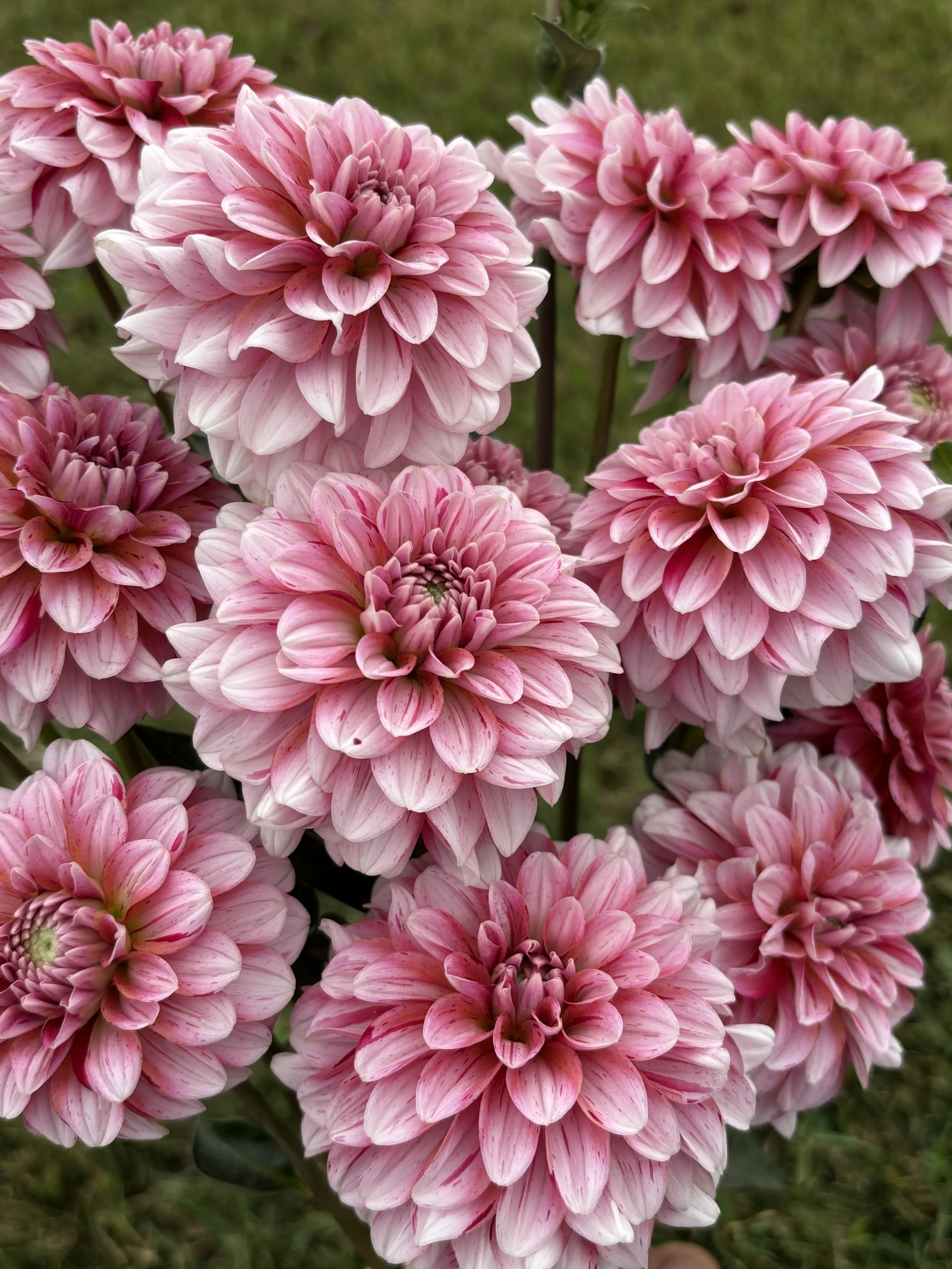 Strawberry Cream blush pink dahlia Alberta Canada