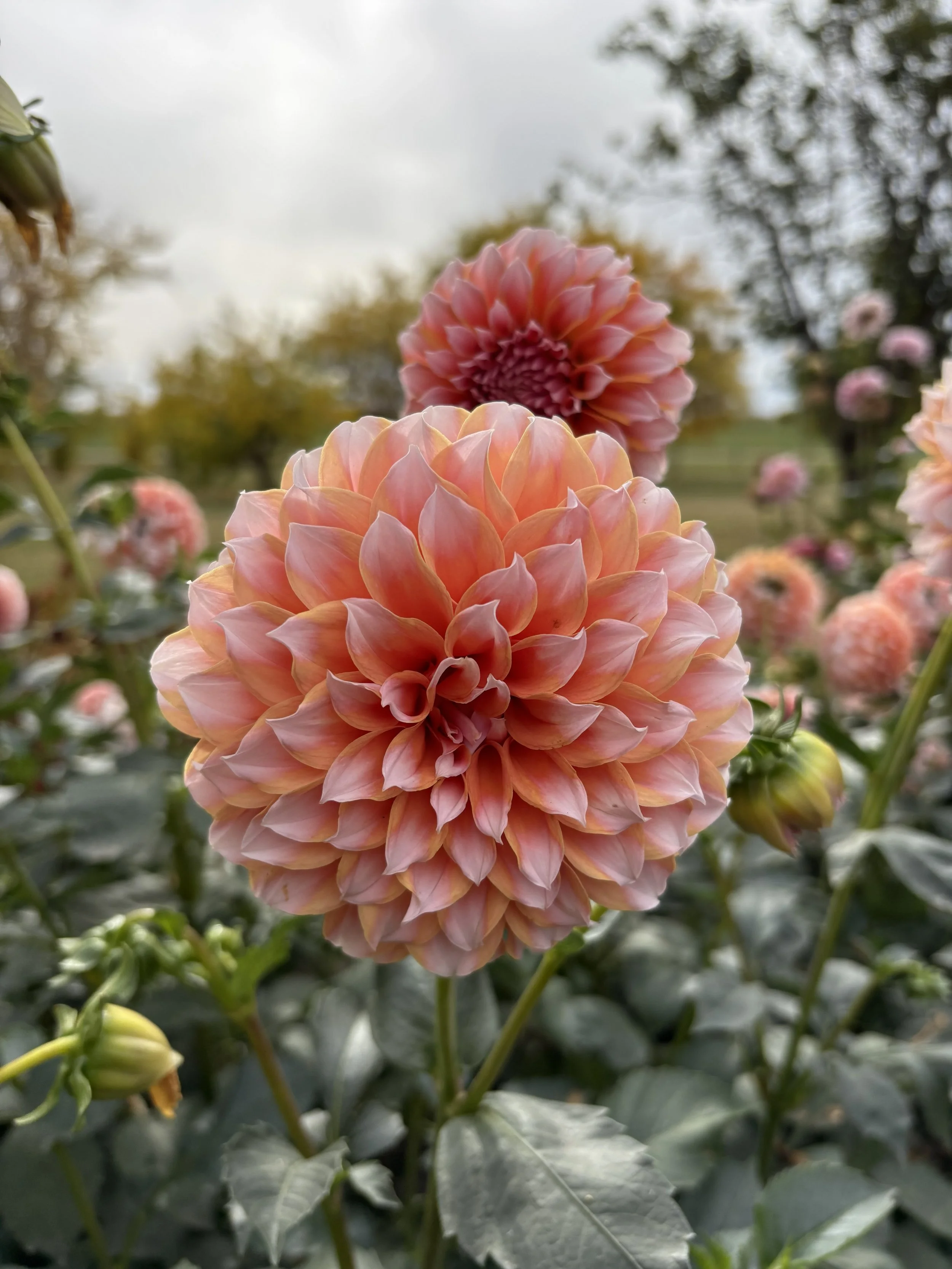 Peaches 'N Cream blush salmon pink dahlia for sale Alberta Canada