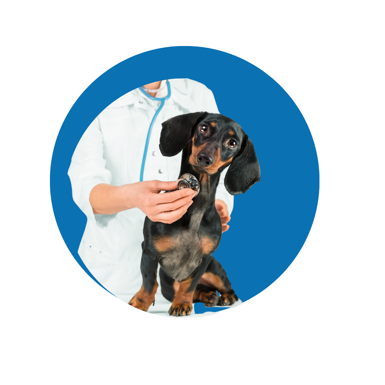 A staff member of Park Veterinary Centre 