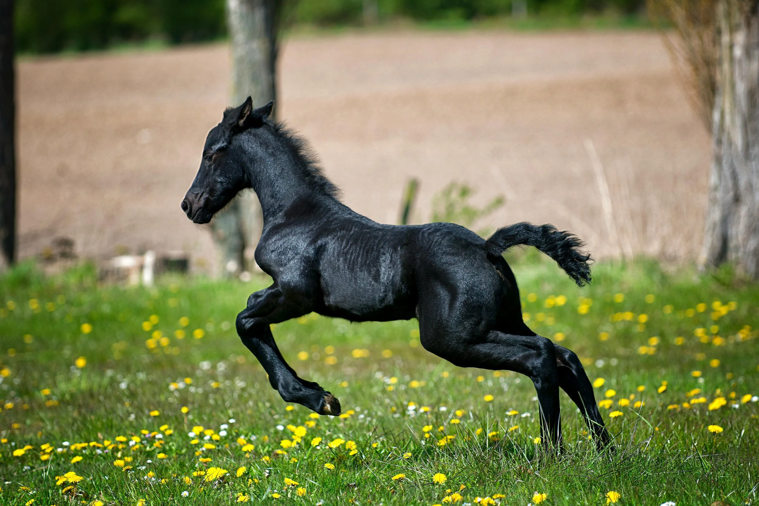 A black foal running and jumping through a grassy field with yellow and white flowers, trees in the background.