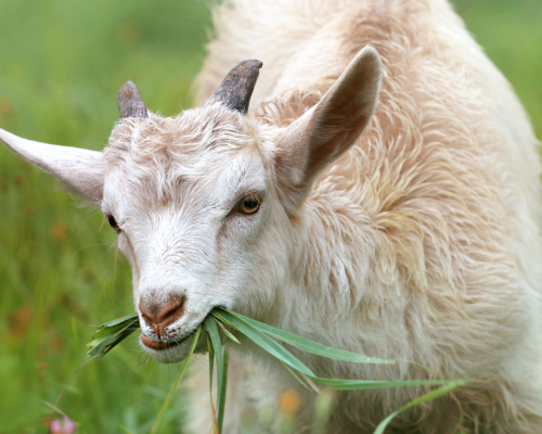 Young white goat eating grass in a green field