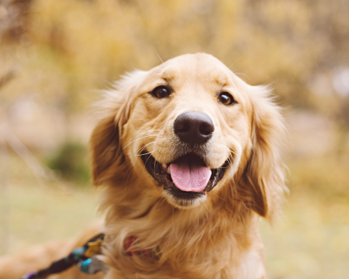 Happy golden retriever outdoor in fall season
