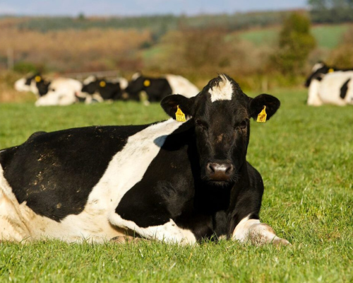 A group of Holstein cows resting on a green field with a hill in the background.