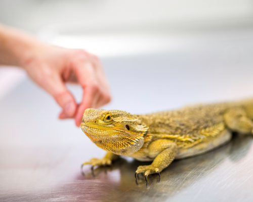 A person feeding a bearded dragon on a gray surface.