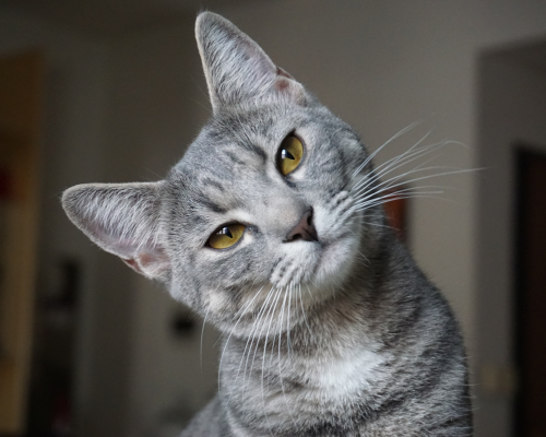 Close-up of a gray tabby cat with yellow eyes looking at the camera.