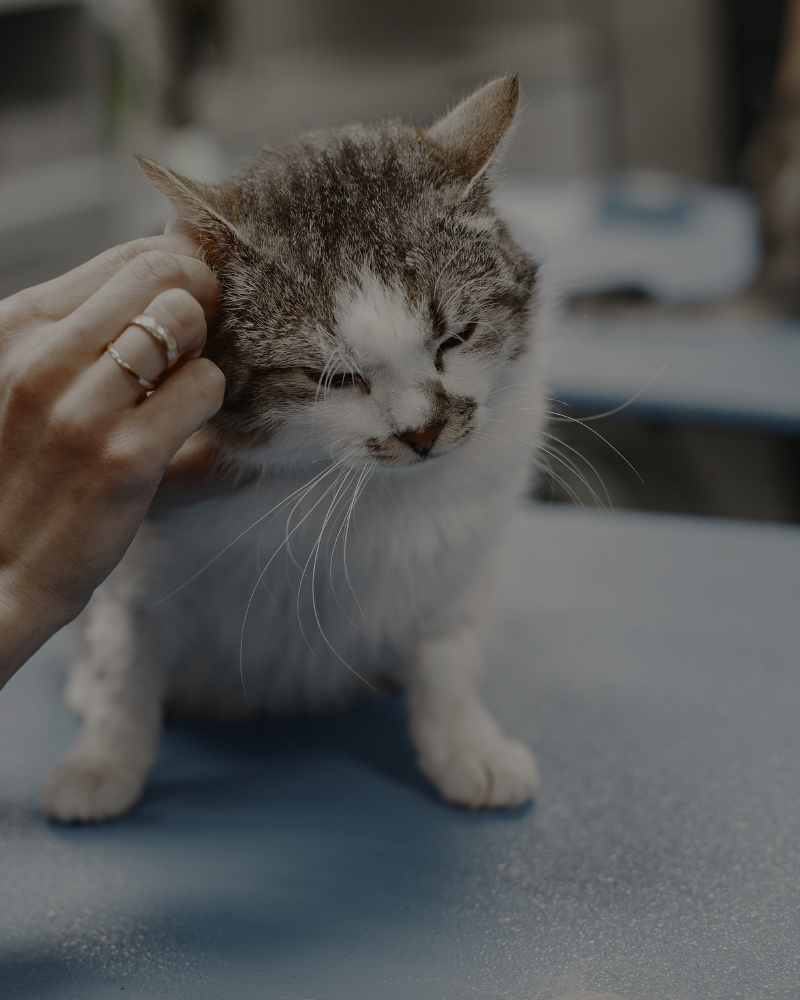 Person petting a gray and white cat with closed eyes on a table.