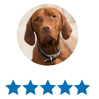 Close-up of a brown dog with floppy ears, wearing a collar, against a blurred background.