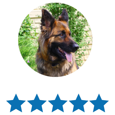 German Shepherd dog outside in a garden with green bushes, showing its tongue and looking to the side.