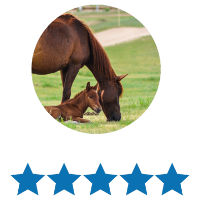 A brown adult horse and a smaller foal are lying on grass in a field, with a path and greenery in the background.