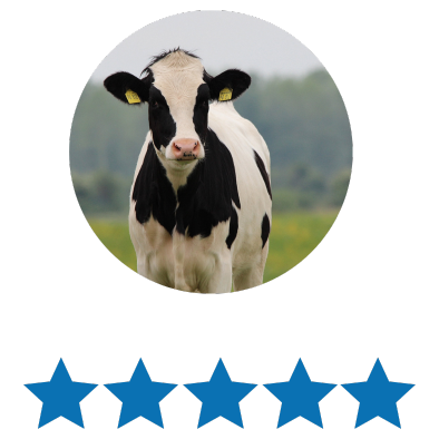 A black and white Holstein cow standing outdoors with a blurred green landscape in the background.