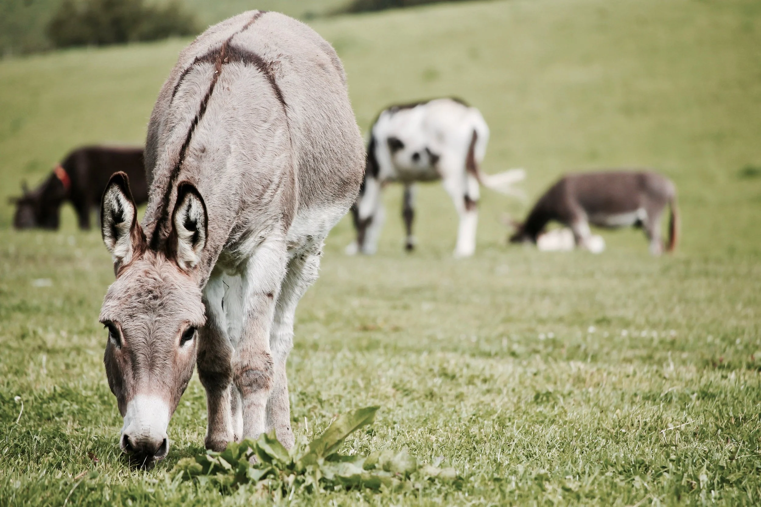 A donkey grazing on grass with other animals in the background in a pasture.