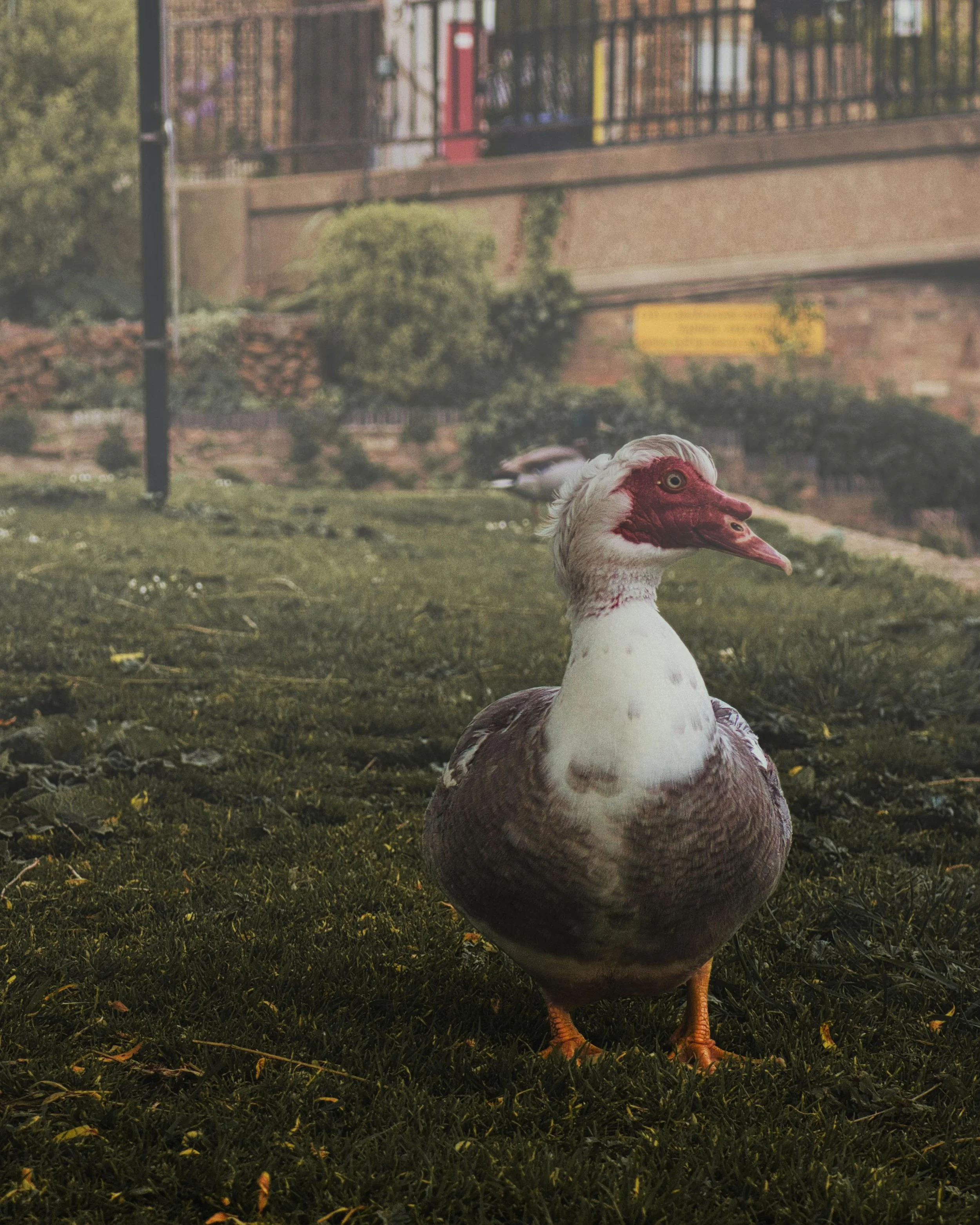 A muscovy duck with a red and white face, white head, and brown body standing on grass in a park or garden area.