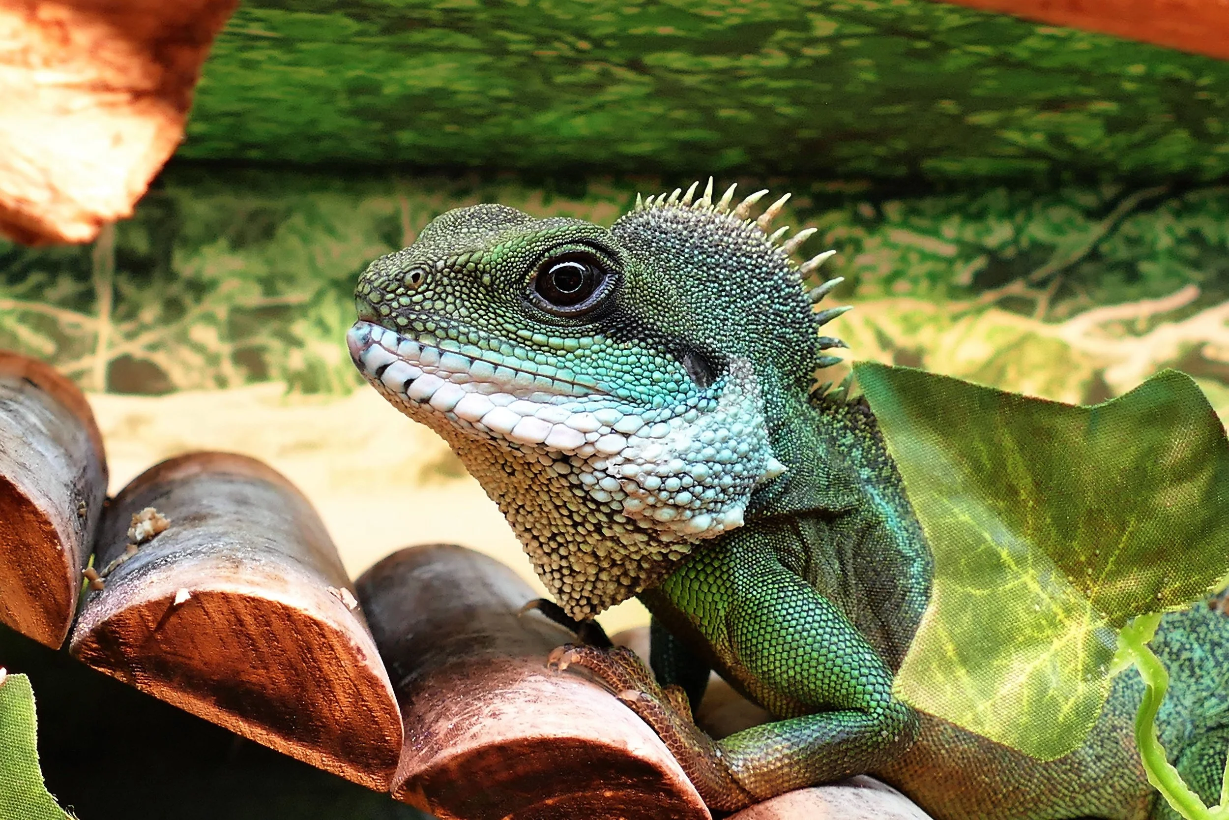 Close-up of a green and black iguana on a wooden branch surrounded by green leaves.
