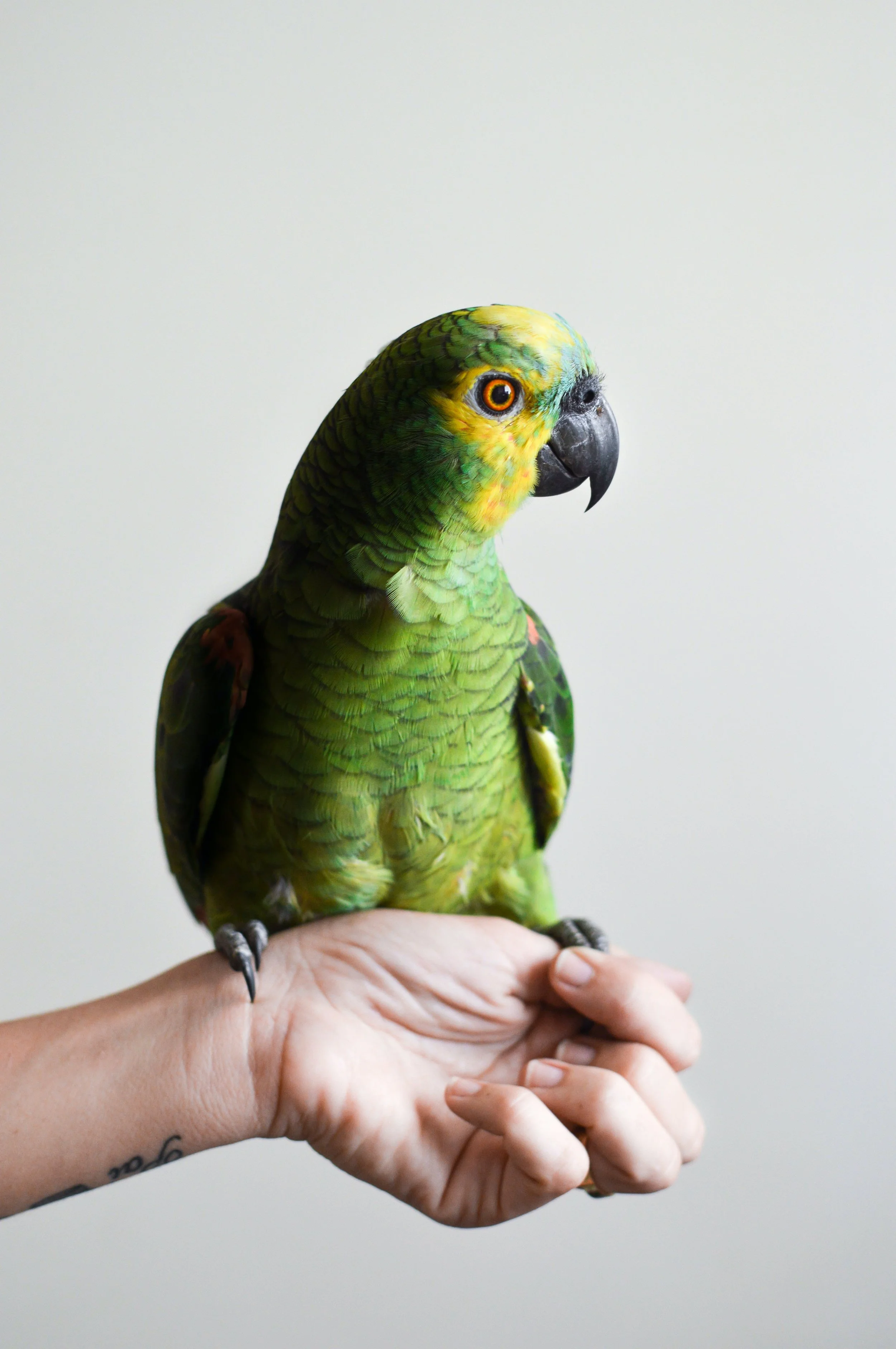 A colorful green parrot perched on a person's hand against a plain background.