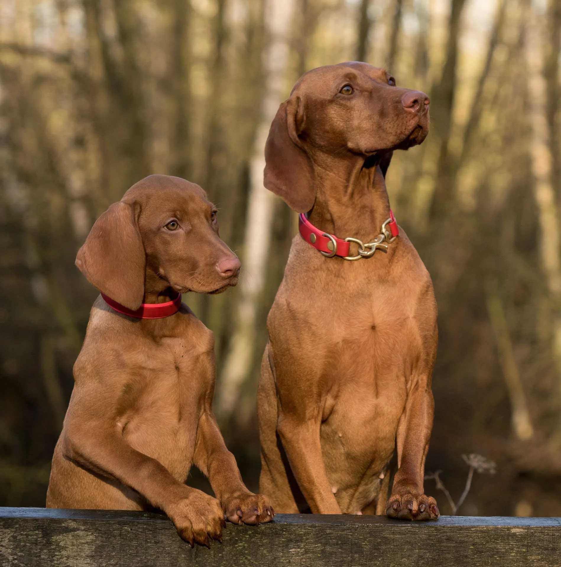 Two brown dogs, one larger and one smaller, sitting on a wooden surface in a forest, looking upwards. They are wearing red collars, the larger dog has a chain attached to its collar.