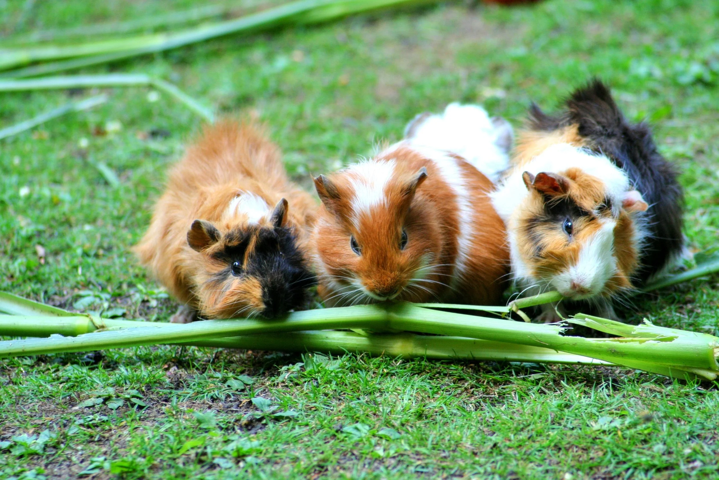 Three guinea pigs eating green stalks on grass.