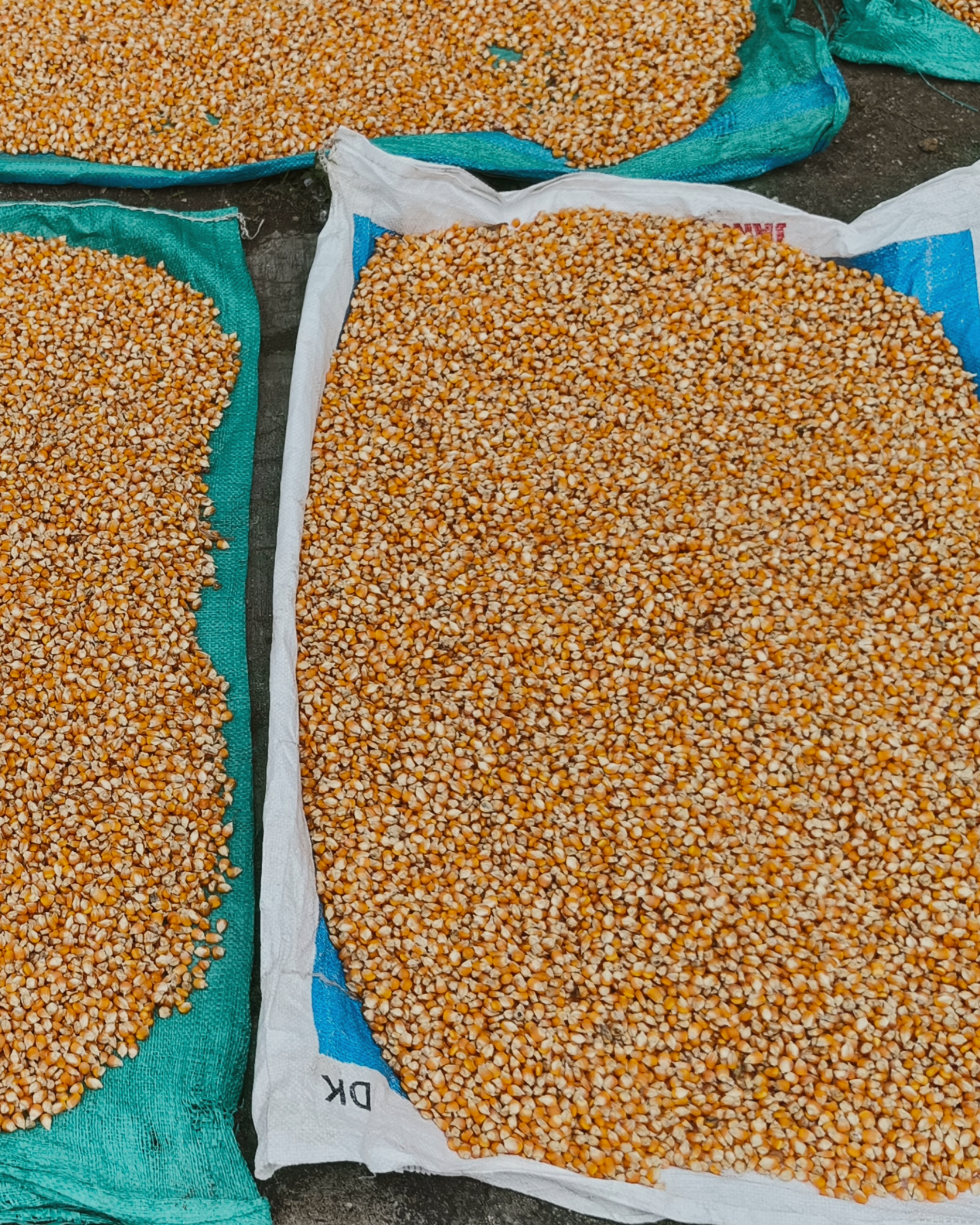 Beyond Coffee Production: The Crops Growing Alongside Coffee