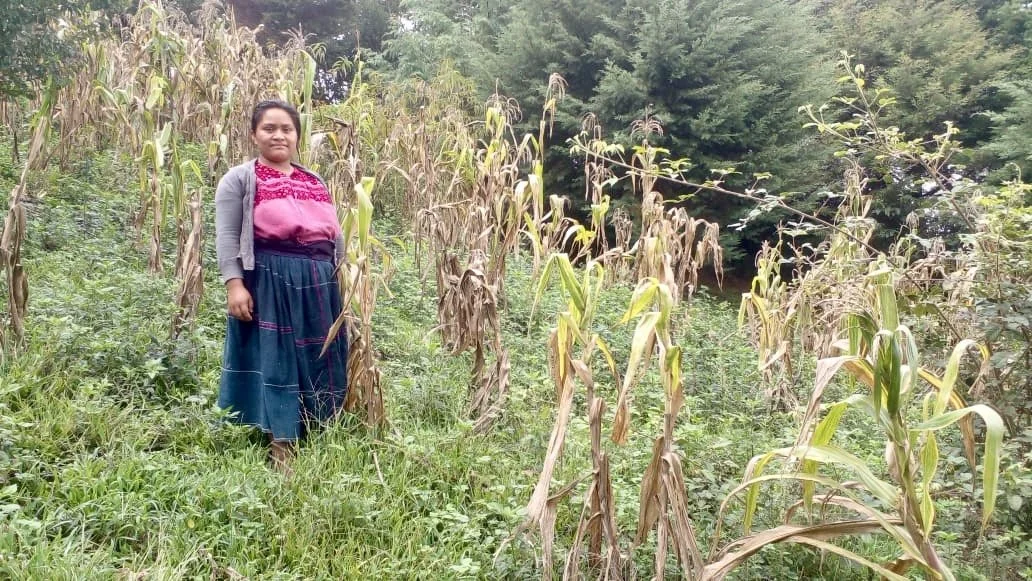 When Water Runs Short: The Impact of El Niño on Coffee-Growing Communities