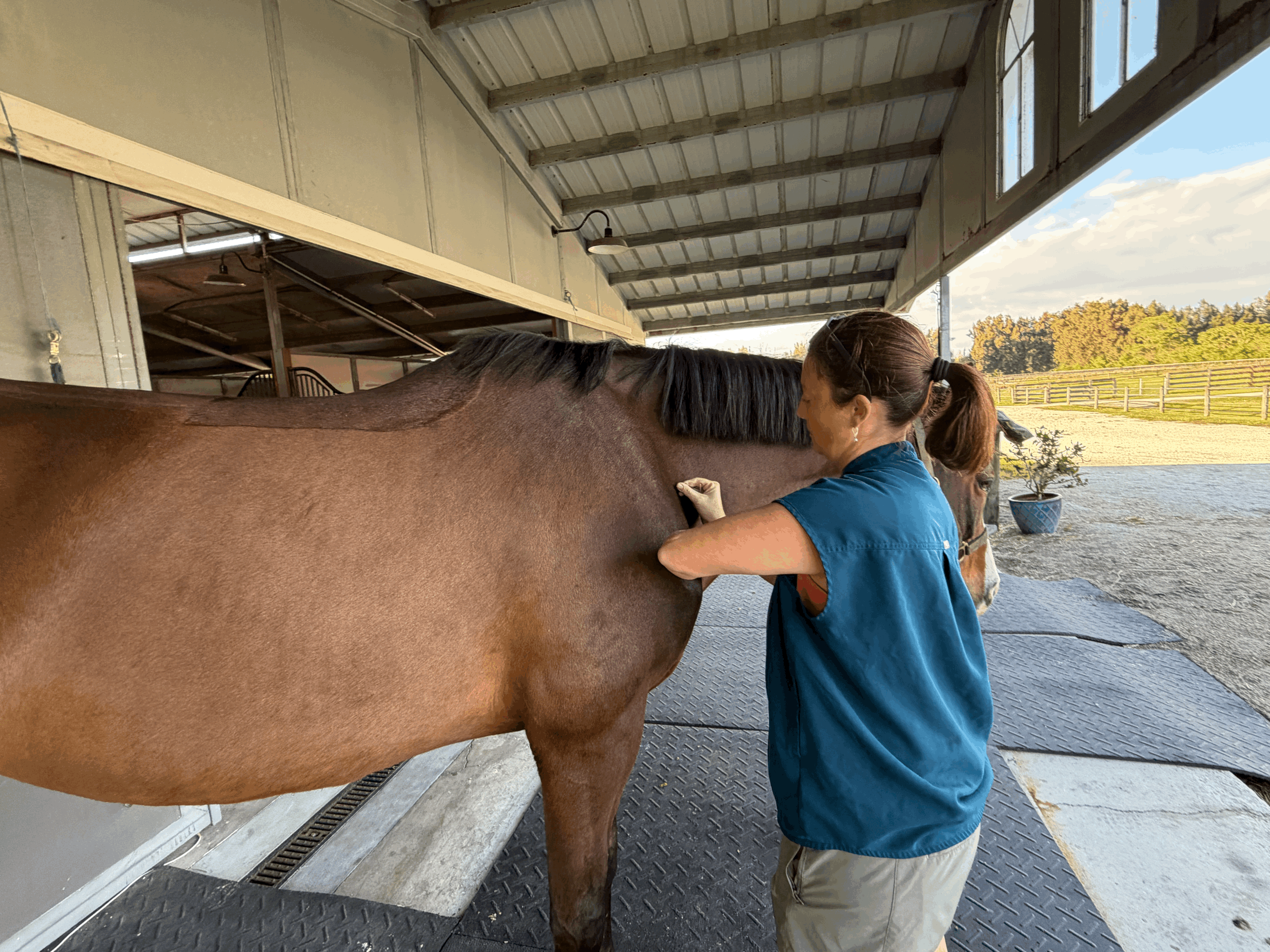 When Your Horse Isn't Quite Right: How Acupuncture Point Sensitivity Scanning Detects Hidden Pain &amp; Performance Problems
