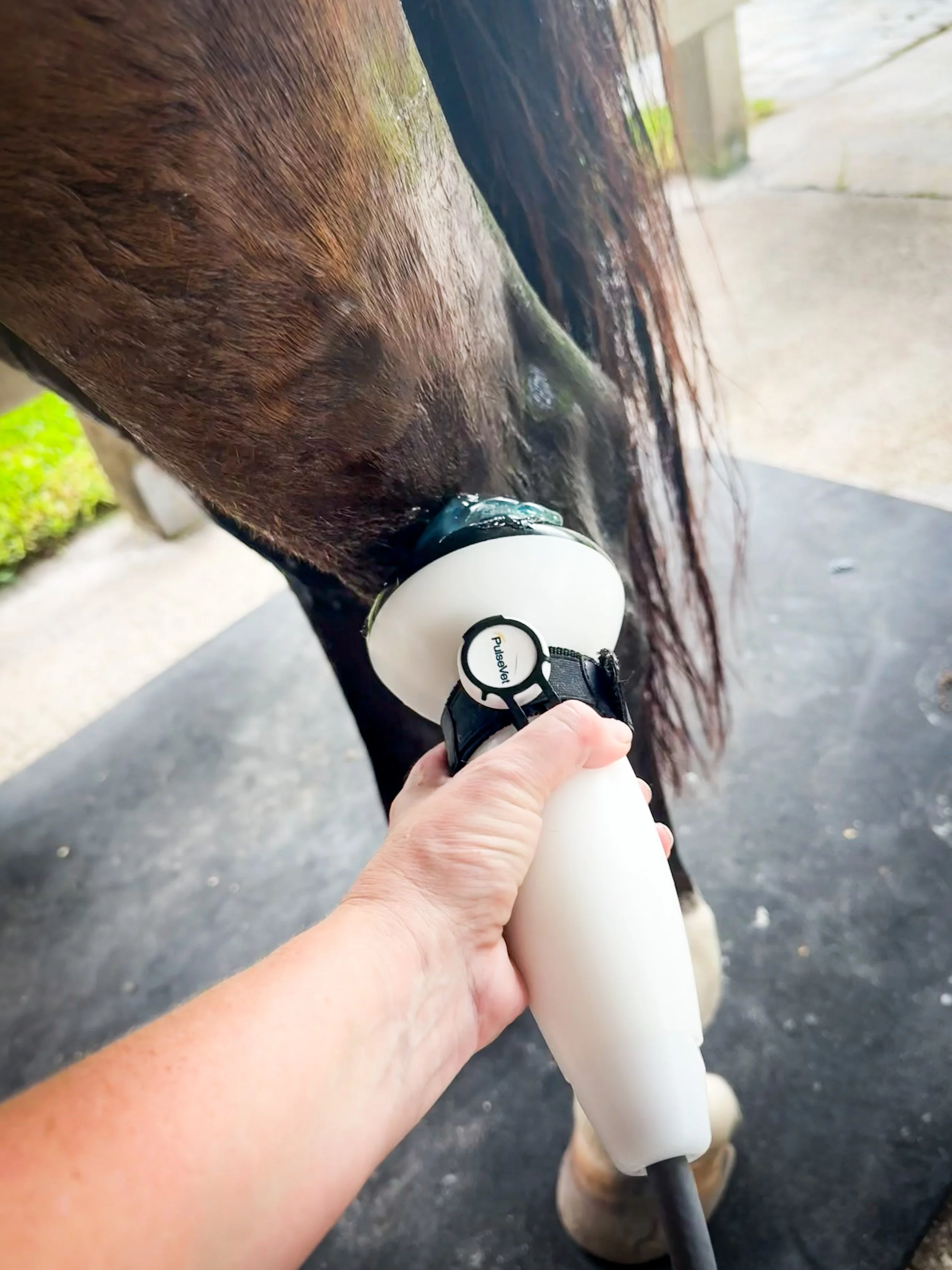 Shockwave Therapy in the Performance Horse: More Than Just an Alternative to Joint Injections