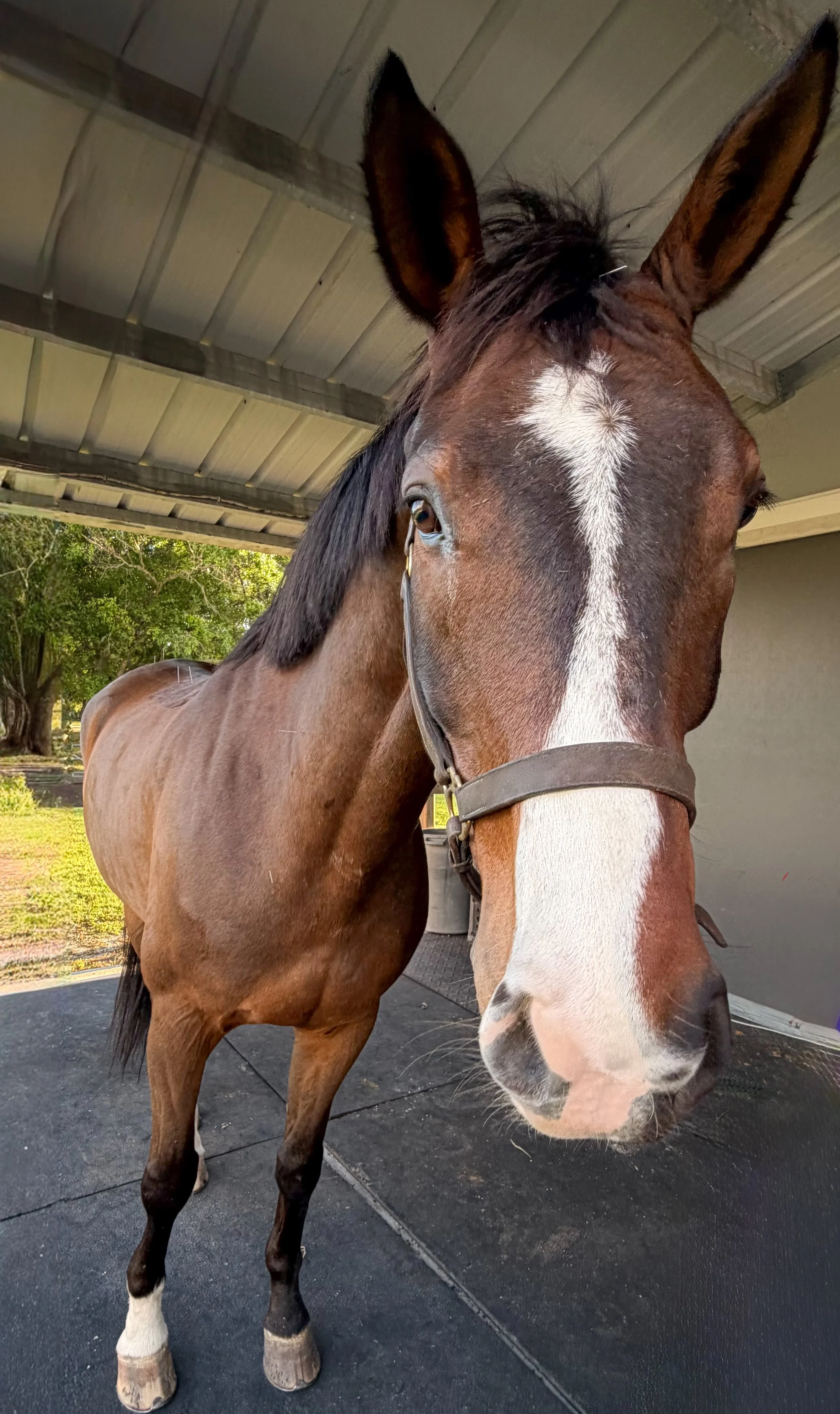 Anhidrosis in Florida Horses: Understanding the Science &amp; Integrative Approach to the "Non-Sweating Horse"