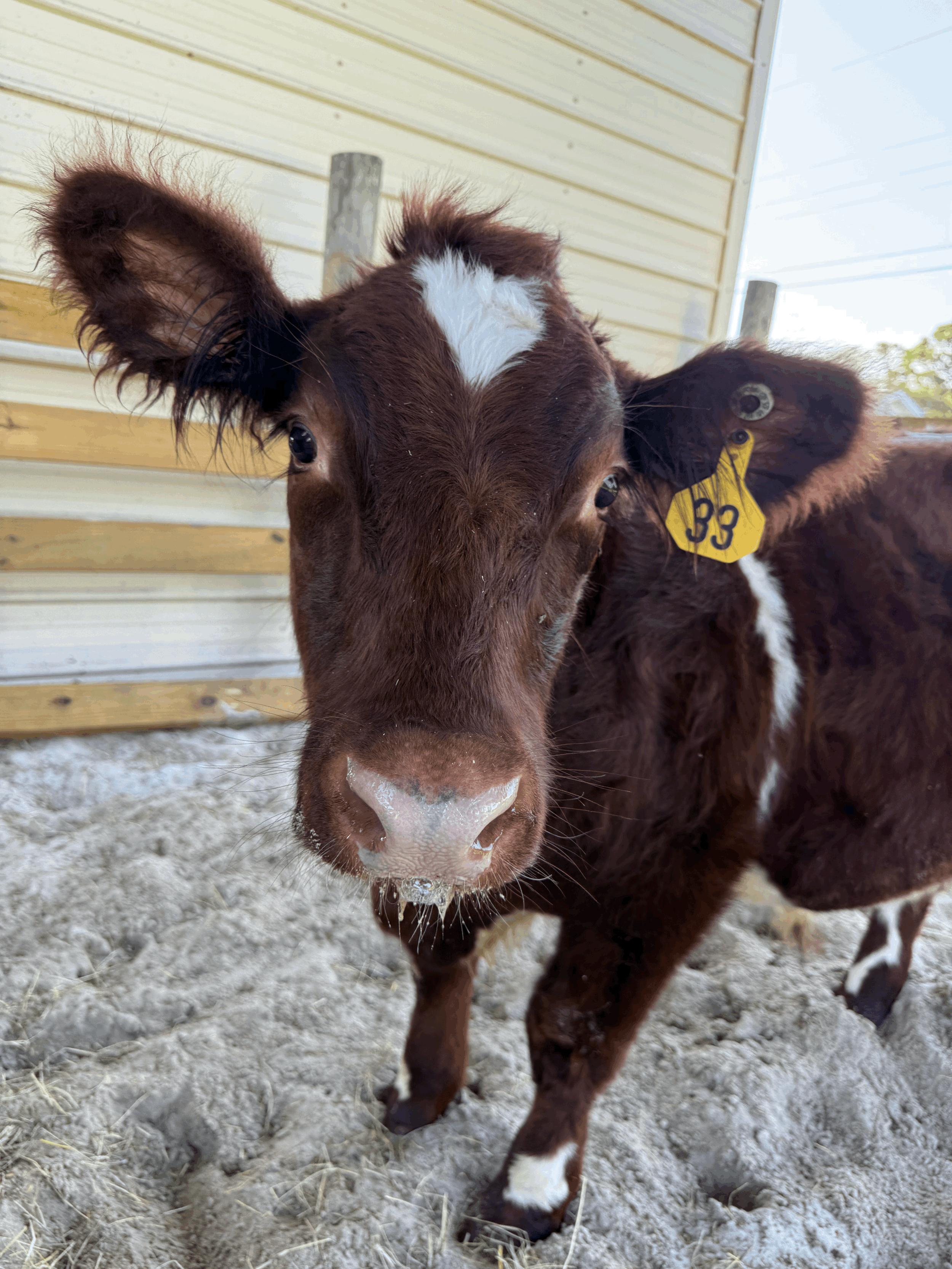 Beyond Just a CVI: Helping Your Show Steer Perform at Their Best