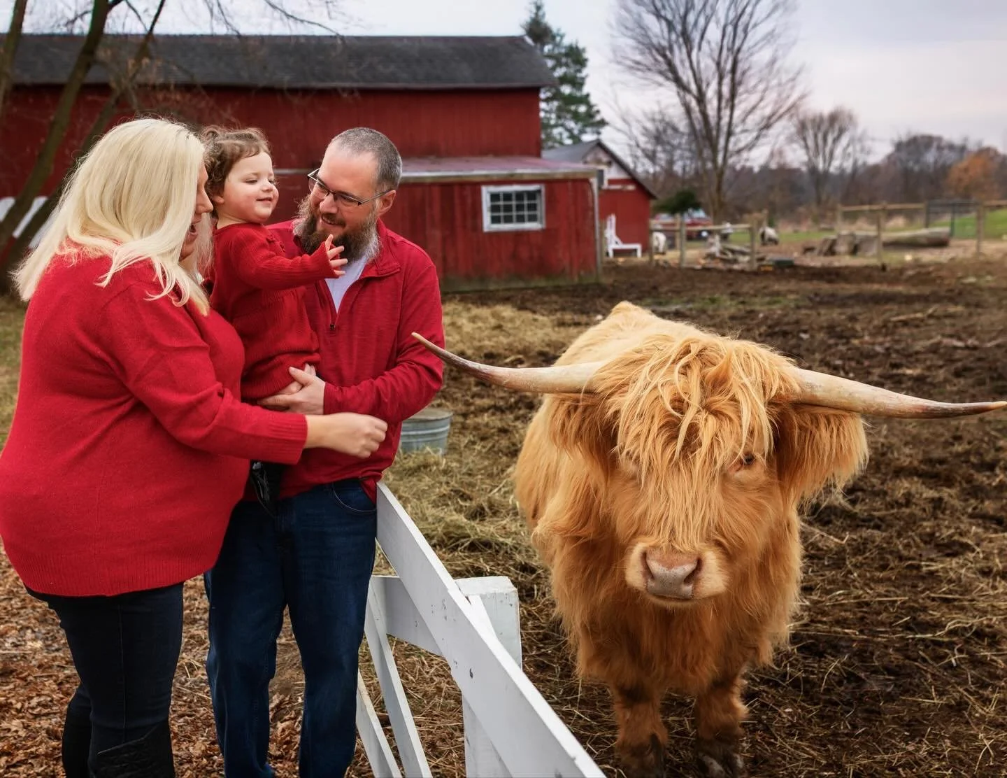 Full circle moment 🩷✨ 
#metrodetroitphotographer #christmasphotoshoot🎄 #minicowsarethebestcows