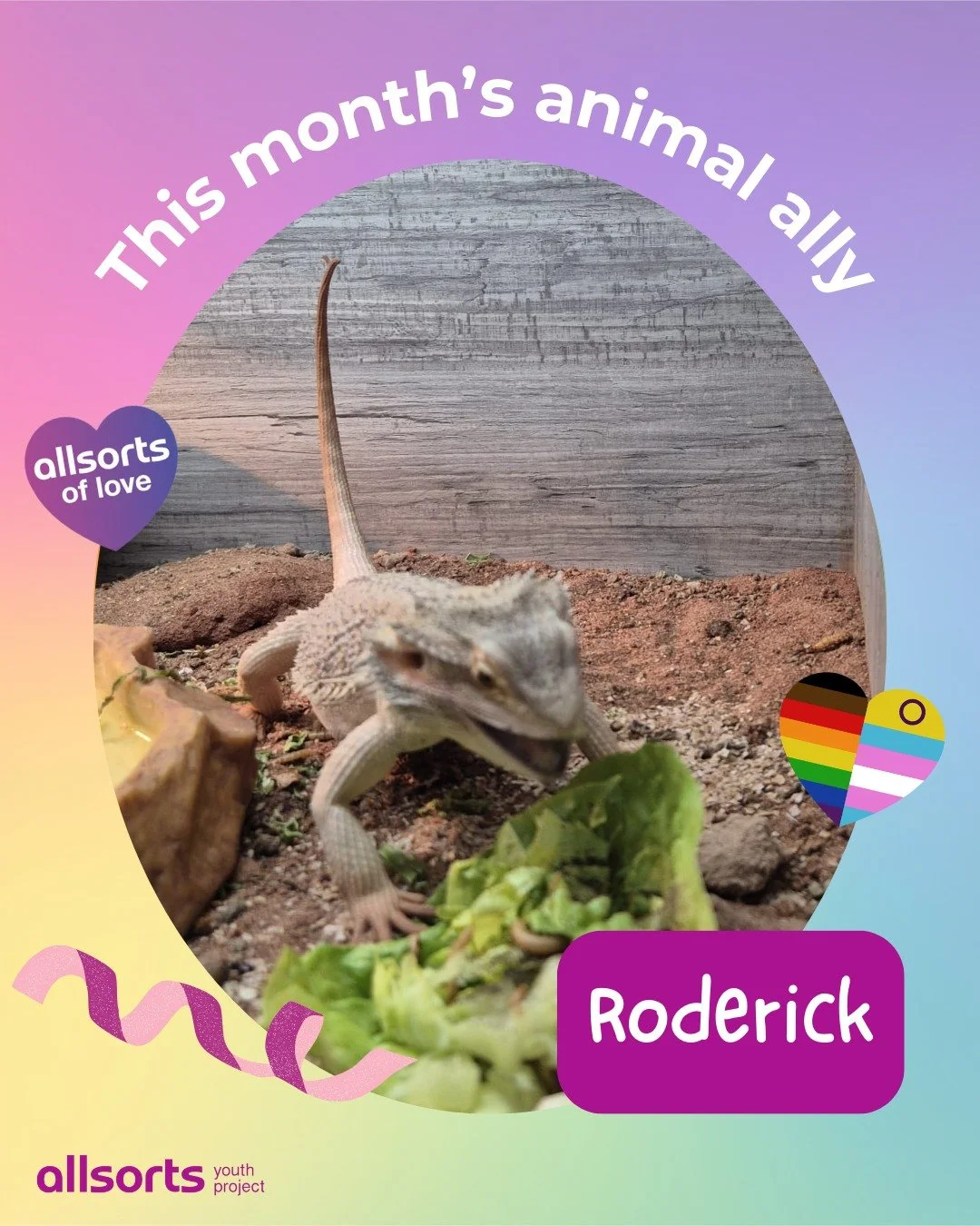 Say hello to this month&rsquo;s awesome animal ally, Roderick 👋⁠
⁠
"I'm an ally because my LGBTQ+ family feed me worms and crickets every single day (as well as fruit and veg but I do not like these ones)" 💜⁠ Direct quote from Roderick
⁠
