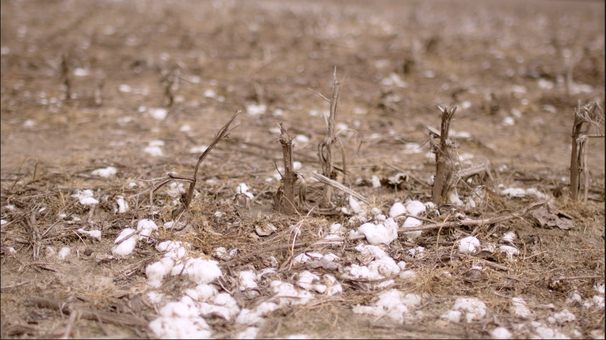Cotton.png