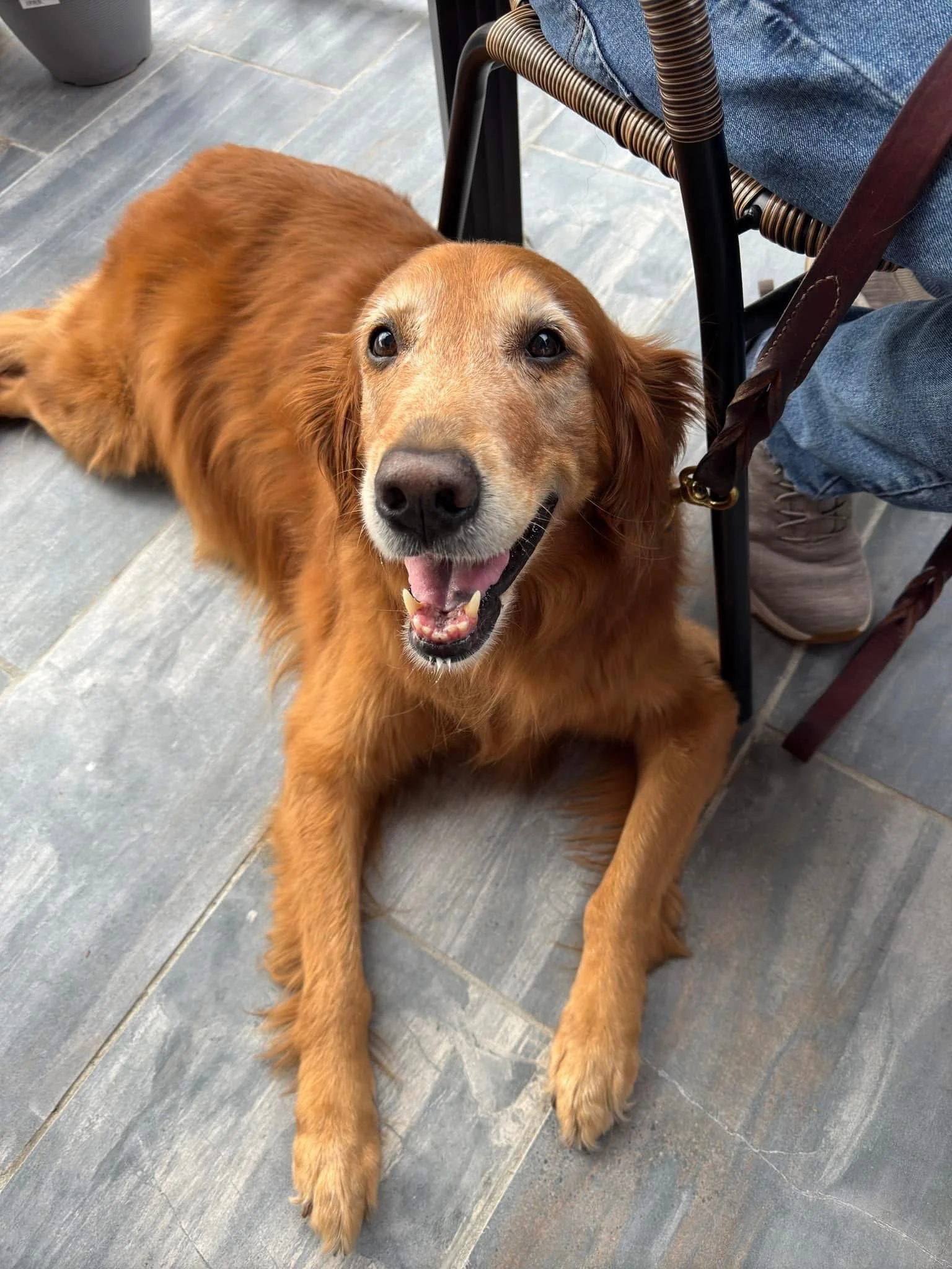 Golden retriever lying down smiling on the dog friendly patio at Rabun Social in Clayton GA