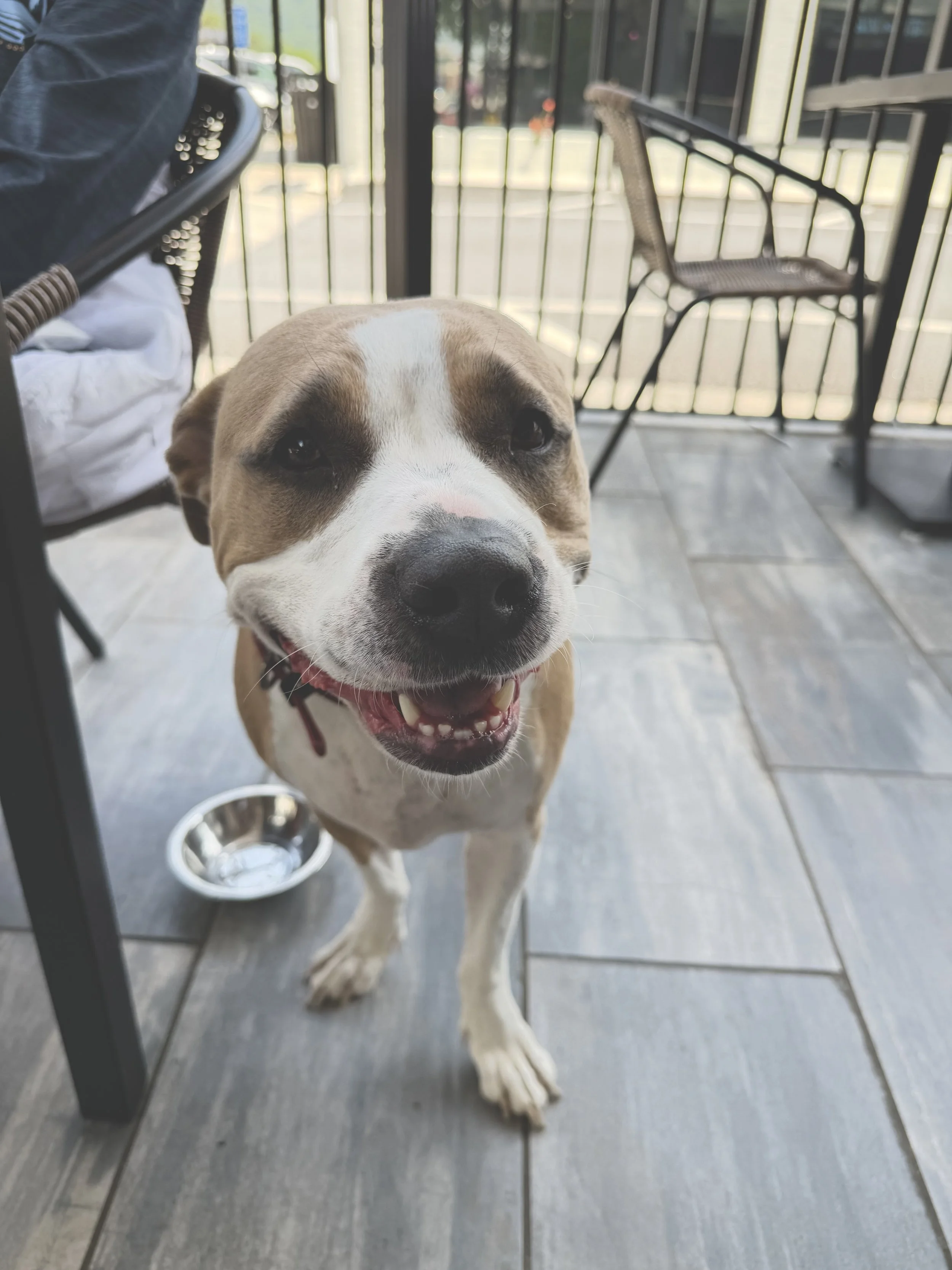 Happy brown and white dog smiling at the camera on the dog friendly patio at Rabun Social in Clayton GA