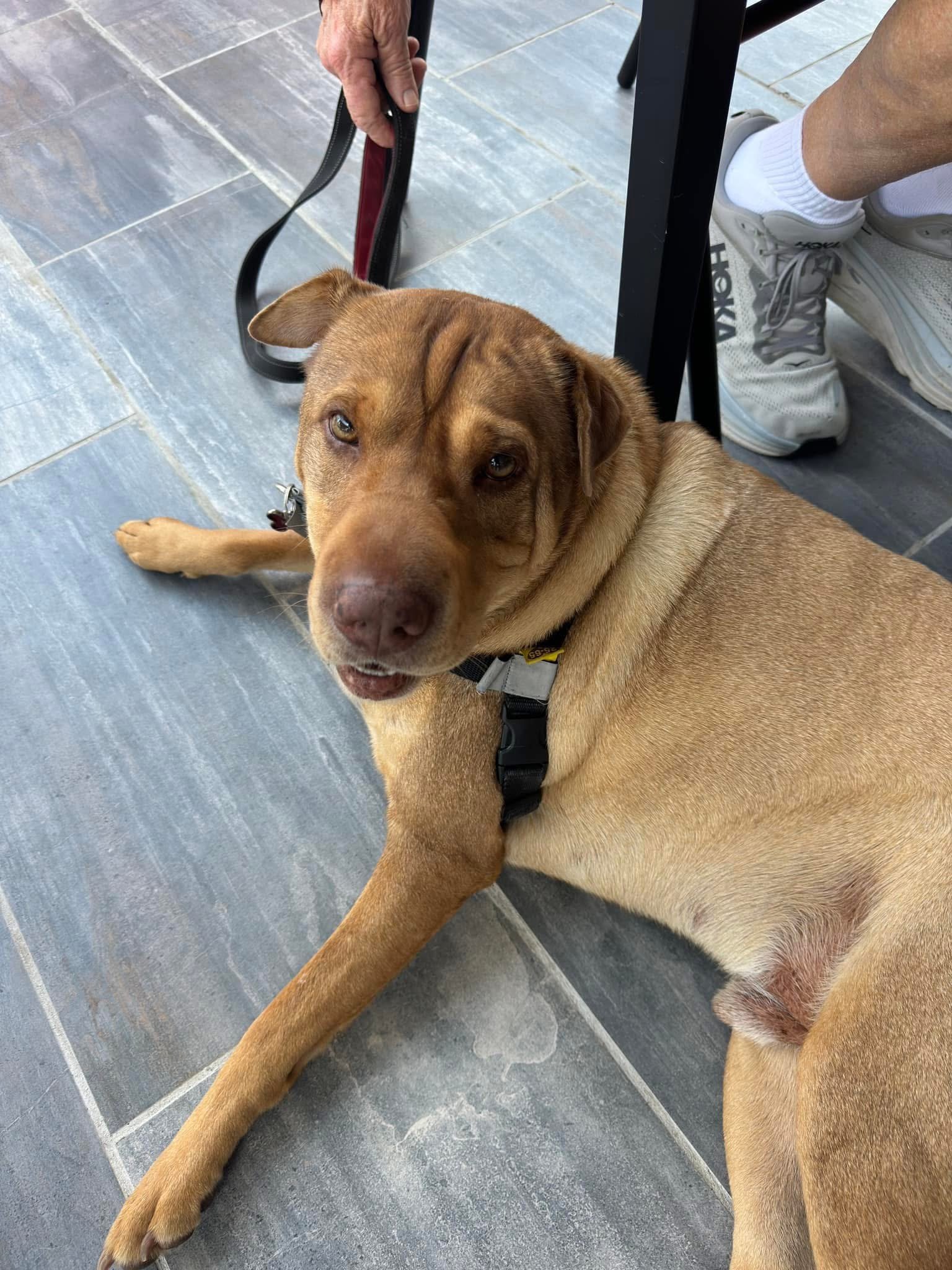 Tan pit bull type dog lying down relaxing on the dog friendly patio at Rabun Social in Clayton GA