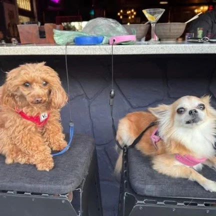 Two small happy dogs sitting together on the dog friendly patio at Rabun Social in Clayton GA