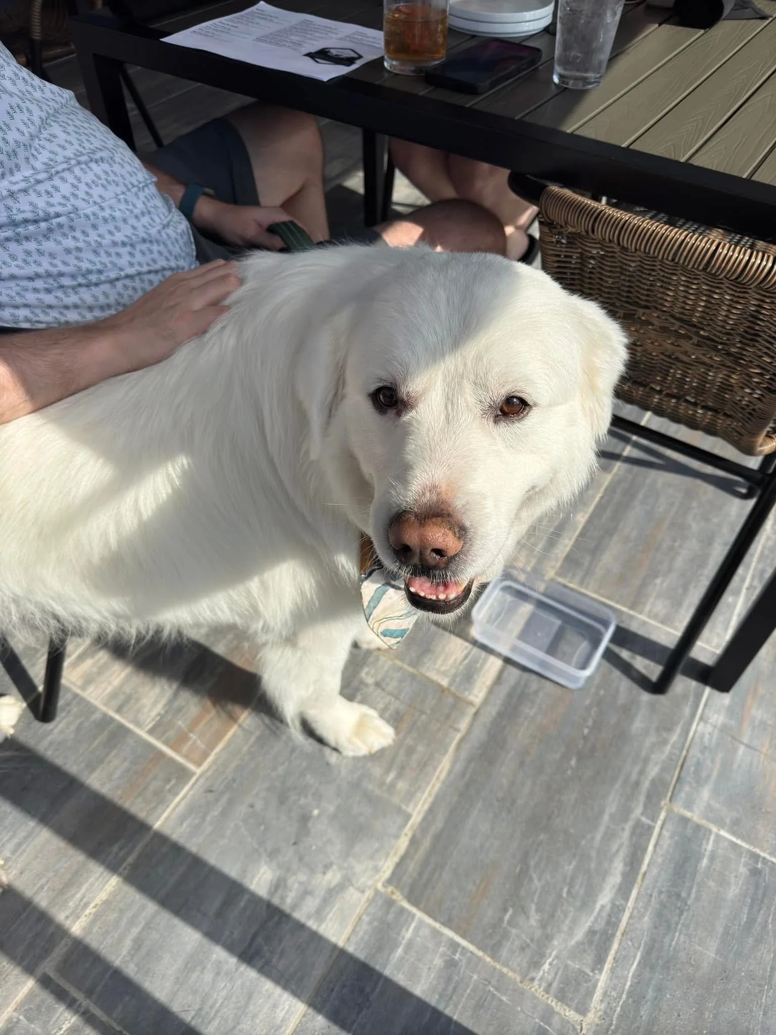 Large white fluffy dog being petted on the dog friendly patio at Rabun Social in Clayton GA